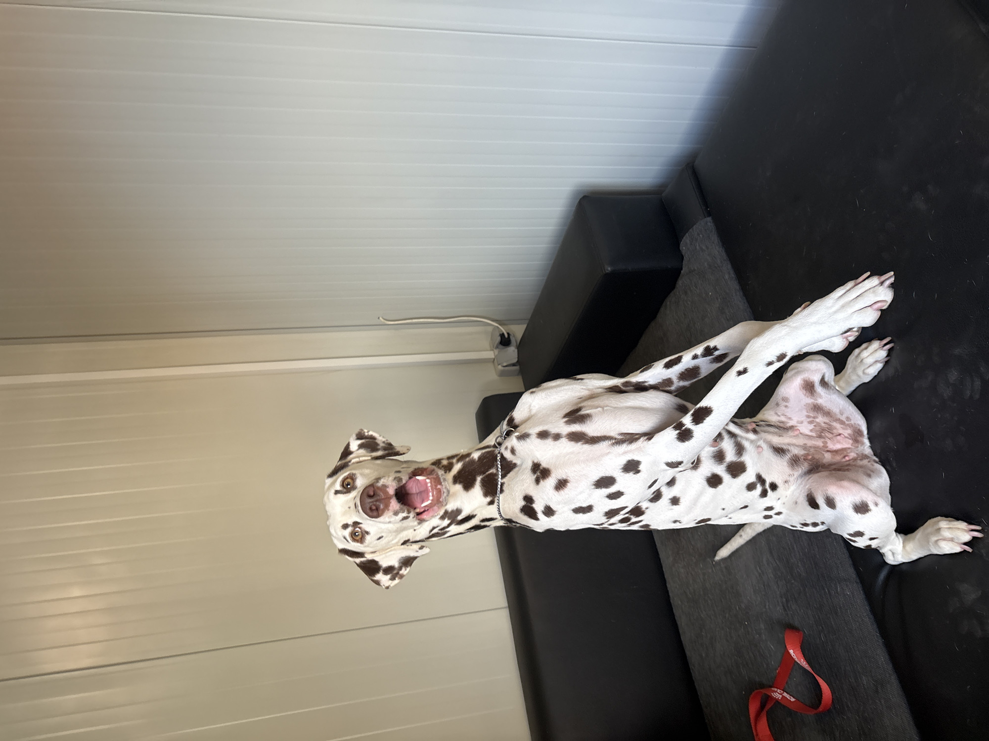 A Dalmatian dog is lying on its back on a dark grey couch, inside a building with a white, horizontal-paneled wall. The dog is mostly white with brown spots, has a silver collar, and its mouth is open. A red leash is partially visible near the dog's hind legs. A black, rectangular object is adjacent to the couch. A white power cord is visible along the wall. The location is Elin Pelin, Bulgaria.