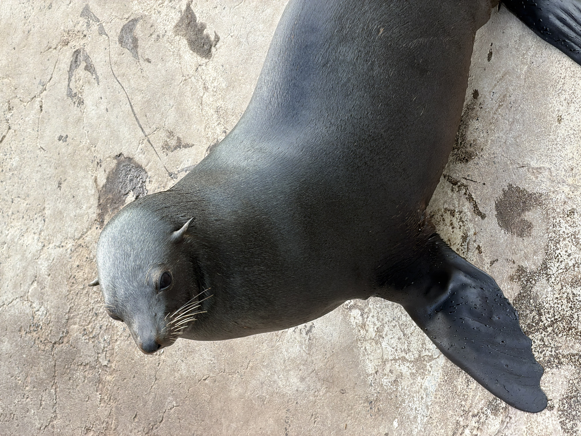 An overhead shot shows a single, dark gray-colored seal lying on a cracked and weathered gray concrete surface. The seal has a smooth coat, small ears, and visible whiskers. The seal's head is oriented towards the left side of the frame. One of the seal's flippers is prominently displayed on the right, while the rest of the seal's body extends toward the upper portion of the image. The location is likely the city of Cape Town, South Africa.