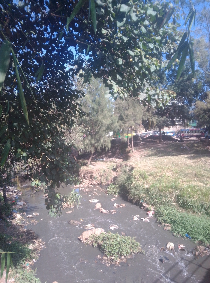 This image depicts a heavily polluted river or stream in Nairobi, Kenya, viewed from an elevated perspective partially obscured by dense green tree foliage. The water is dark and murky, with significant amounts of refuse, including plastic containers, bags, and other debris, visible floating on the surface and accumulated among rocks and small vegetated islands within the riverbed. The immediate banks are overgrown with green grasses and other riparian vegetation, with areas of exposed, eroded soil. On the far bank, a grassy slope ascends to a cluster of several tall, slender evergreen trees. Beyond these trees, a line of approximately ten public transport minibuses (Matatus) are parked on what appears to be an unpaved lot or roadside area. The vehicles display various colors, including red, white, blue, and yellow. The sky, partially visible through the tree canopy, is clear and blue. No individuals are present in the scene.