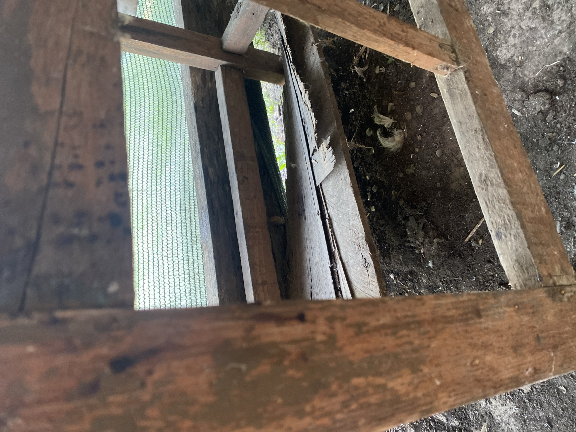 The image shows a close-up view of the interior of a wooden structure, possibly a coop or shed, located in Kisliakovskaya, Russia. The structure is made of weathered wooden planks and beams, some of which appear to be damaged or rotting. A green mesh netting is visible in the background, suggesting a barrier or enclosure. The ground beneath the structure is covered in dirt and debris, including feathers and small twigs. The overall scene depicts a rustic and somewhat dilapidated setting. There are no people or animals visible in the image.