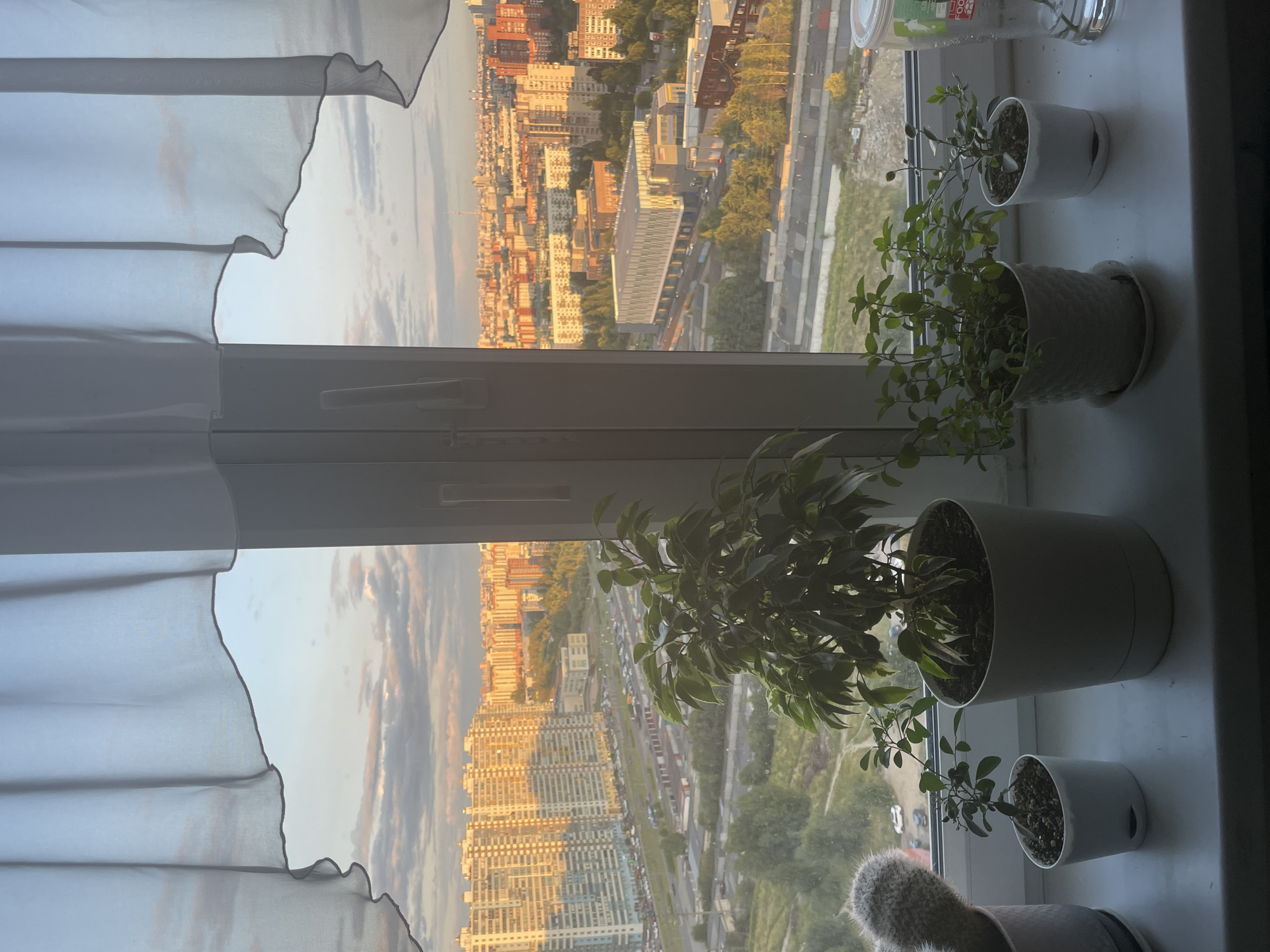 An interior shot taken from a window in an apartment building shows a cityscape at sunset. Four potted plants are on the windowsill, a large ficus in the center, a small succulent on the far left, and two smaller plants to the right of the ficus. A sheer curtain is pulled back on either side of the window, revealing a hazy sky with pink and orange clouds. The city skyline is visible beyond the window, with numerous apartment buildings and some industrial structures. The sun is setting, casting a warm glow on the buildings. The scene suggests a calm, domestic setting overlooking a sprawling urban environment.