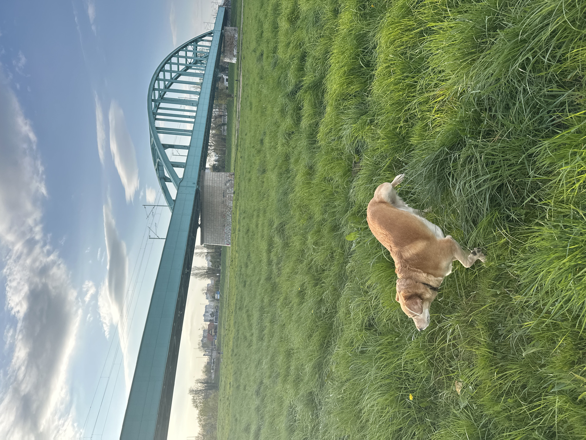 A dog stands in a grassy field under the arching green structure of the Sava Bridge in Zagreb, Croatia. The dog is light brown with a dark collar. The bridge is composed of a series of connected green arches supported by concrete pillars. In the background, buildings are visible beyond the grassy field. The sky is blue with scattered white clouds.