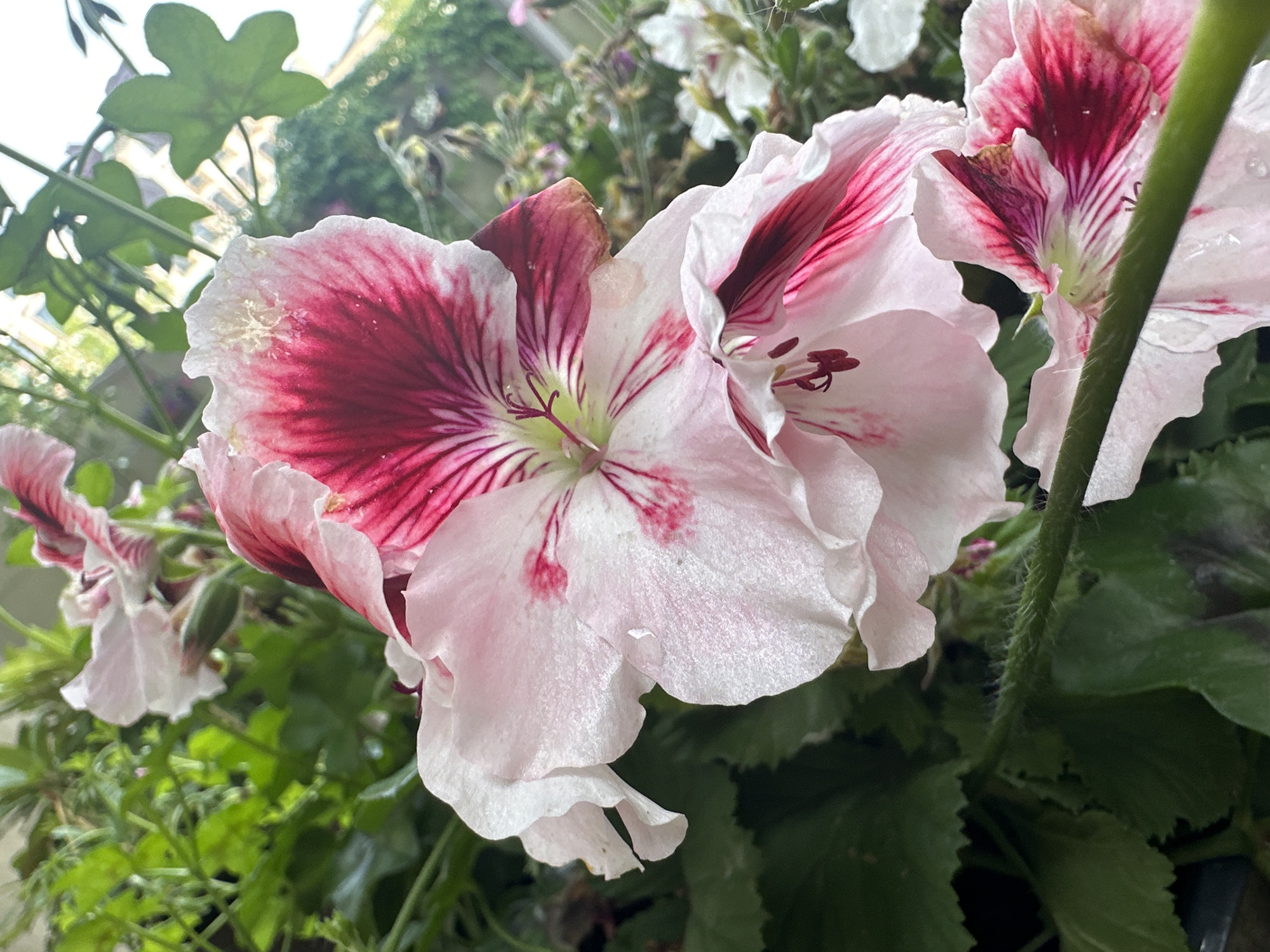 A close-up shot captures two large, delicate pink and dark red striped geranium flowers in bloom. The flowers are surrounded by lush green foliage and appear to be in an outdoor setting, possibly a garden or balcony. The image has a soft focus, giving it a dreamlike quality. There is no indication of the city of Łódź, Poland within the image or its metadata.