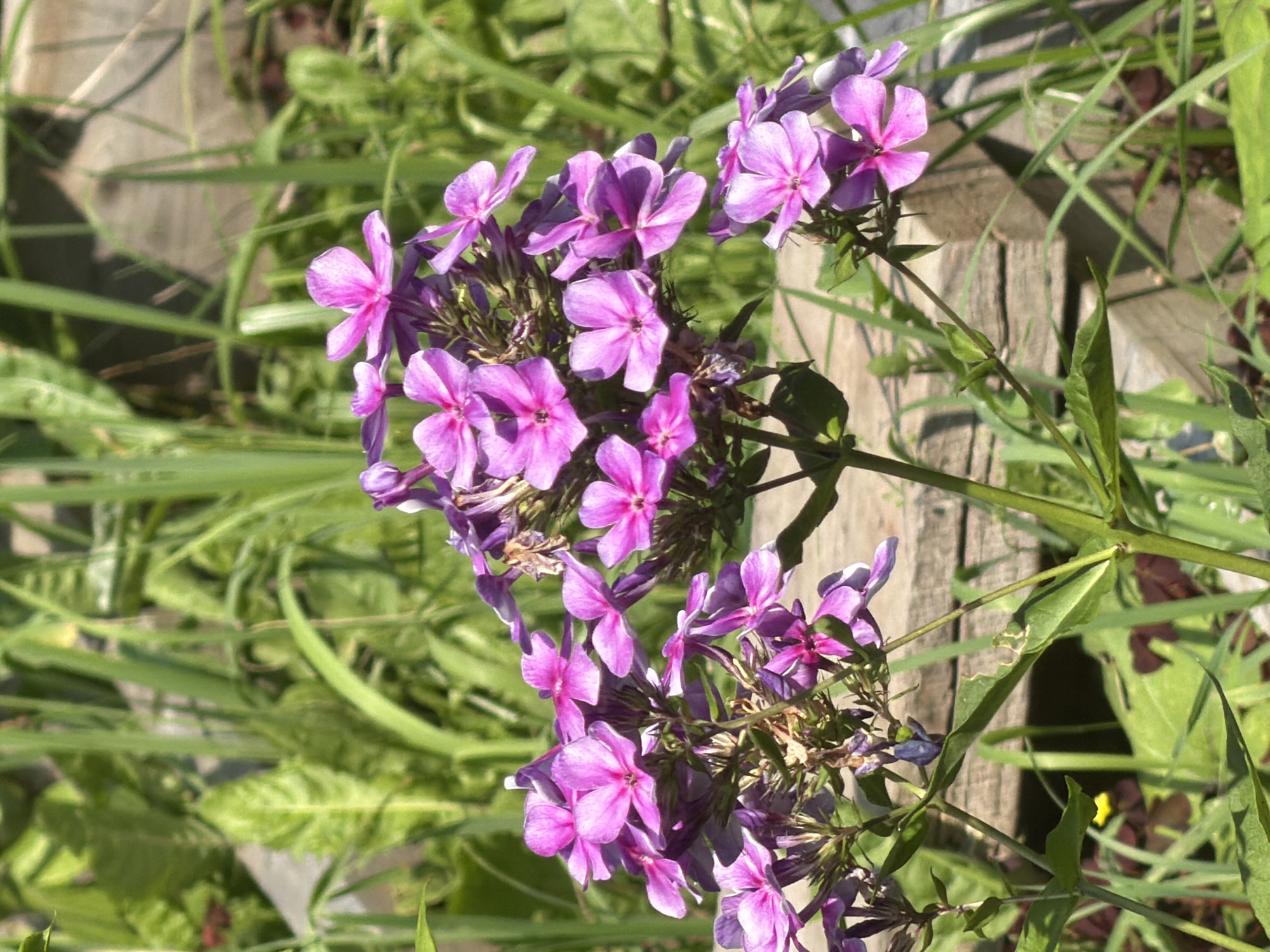 The image shows a close-up of a cluster of bright pink phlox flowers in a garden setting. The flowers have five petals each and are arranged in a dense, pyramidal shape. Some of the flowers are fully bloomed, while others are still in bud form. The stems of the flowers are green and slender, with several leaves visible. In the background, there is lush green foliage and a blurred wooden structure, possibly part of a fence or raised garden bed. Sunlight illuminates the flowers, casting shadows and highlighting their vibrant color. The overall impression is of a natural, outdoor scene, likely a garden in a residential area. The image does not provide specific details about the location in Petukhi, Russia, beyond it being an outdoor setting with flora. There are no people or animals visible in the frame.