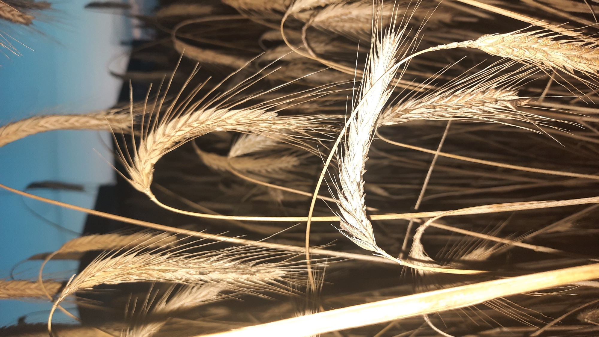 The image depicts a close-up view of a field of ripe wheat or barley, likely in the countryside near the city of Shklov, Belarus. The stalks of grain are golden brown and appear to be dry, suggesting it is harvest season. The background is blurred, showing a hint of a blue sky with some darker, indistinct shapes that could be trees or buildings. The lighting suggests it is either early morning or late evening, with a warm, diffused light casting long shadows. The focus is on the intricate details of the grain heads, their awnings, and the textures of the stalks. There are no people or animals visible in the image.