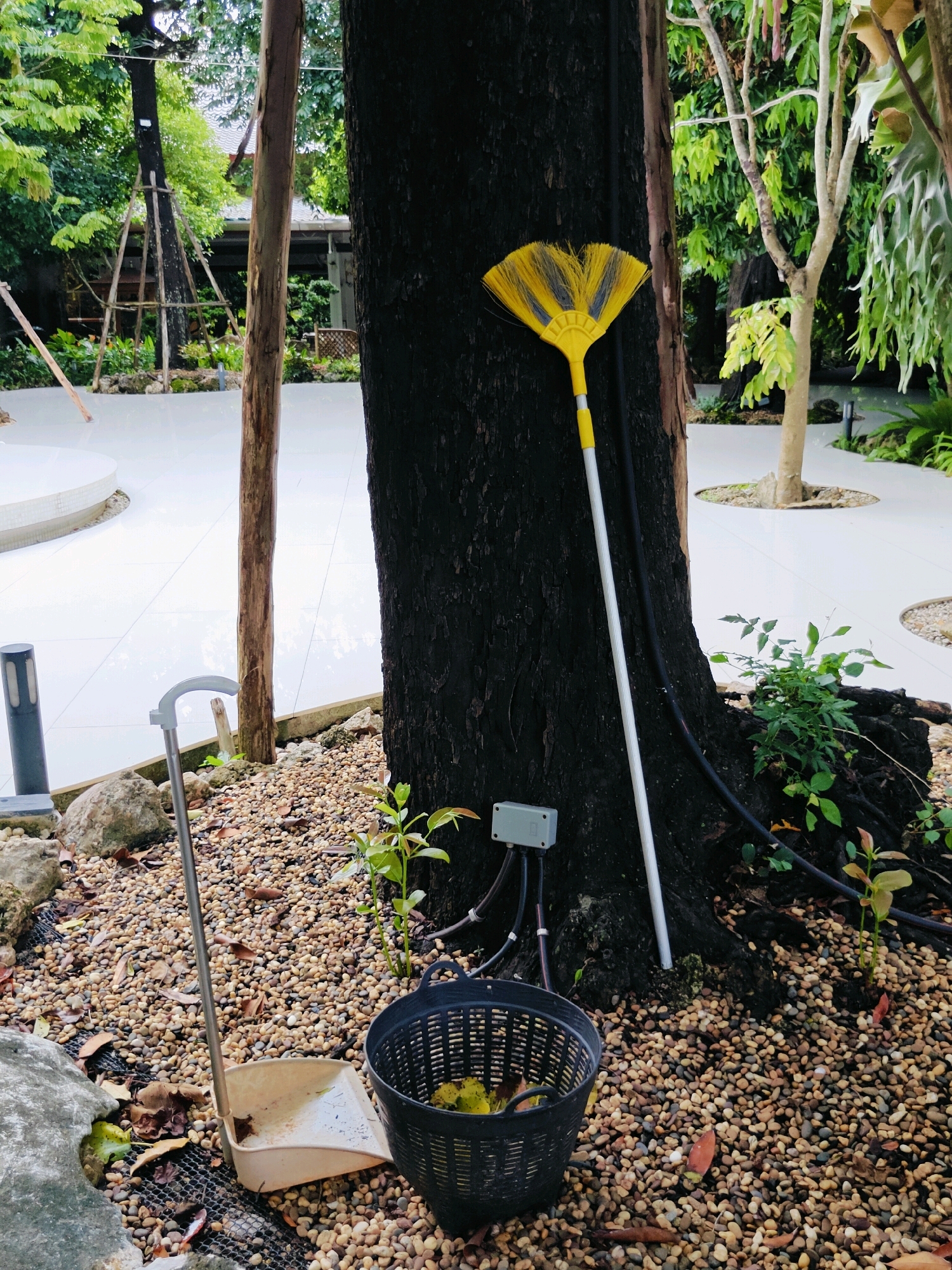 This is a medium shot, eye-level photograph of a garden setting, likely in Mu Si, Thailand, with a focus on cleaning tools. In the foreground, a yellow and blue broom leans against the dark, rough bark of a large tree. To the left of the tree, a silver dustpan with a long handle rests on the ground amidst small, smooth pebbles. Beside the dustpan, a black plastic basket contains some fallen yellow leaves. The ground is covered with small, multicolored pebbles and scattered dry leaves. In the background, a paved white area and lush green foliage are visible, suggesting an outdoor garden or courtyard. A light fixture and a grey electrical box are also present near the base of the tree. The overall scene depicts an outdoor area where cleaning is in progress or has recently been completed.