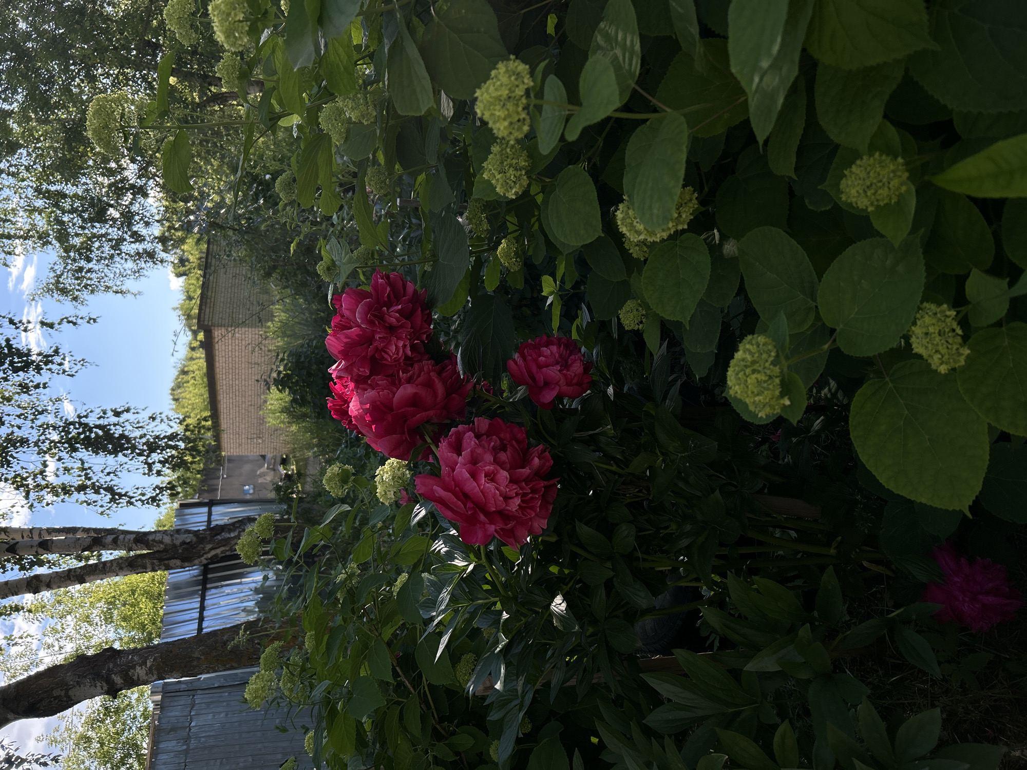 In a garden setting, on an overcast day, a cluster of vibrant fuchsia peonies are in full bloom, their layered petals catching the light. Surrounding the peonies are lush, dark green leaves and unbloomed, pale green hydrangeas. In the background, a corrugated metal fence, a brick building, and several trees with birch-like bark are visible. The sky above is a bright blue with scattered white clouds. The scene is peaceful and natural, suggesting a quiet moment in a suburban garden.