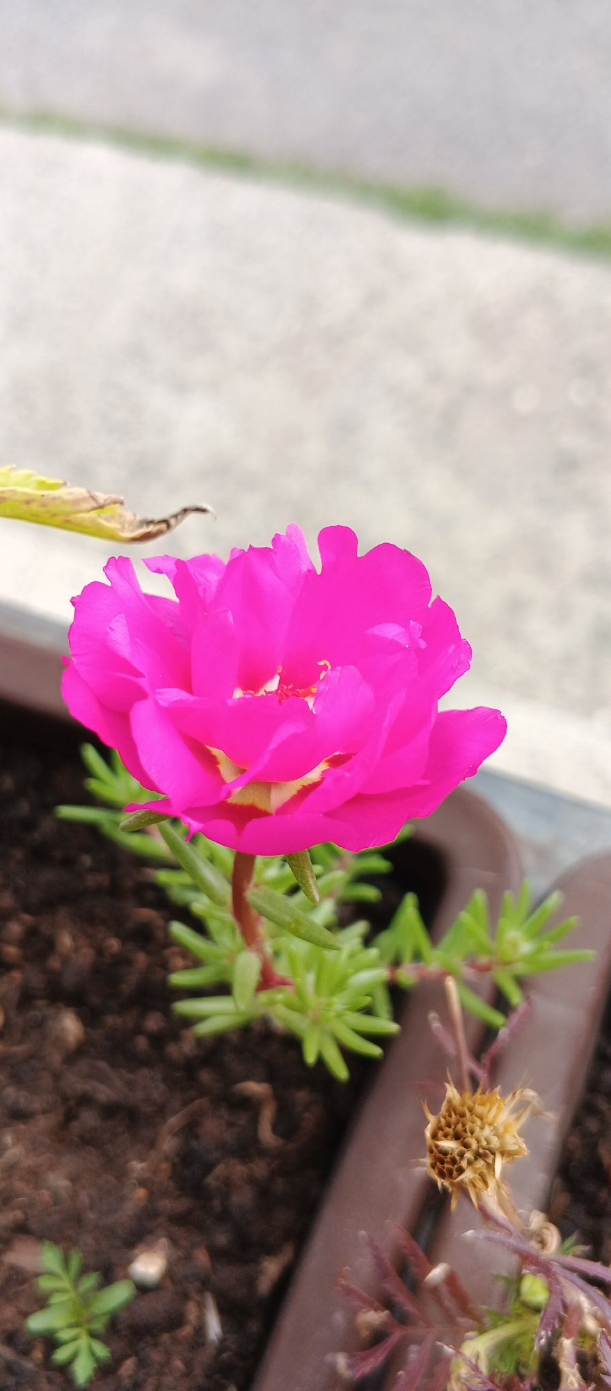 A close-up, vertical, low-angle shot captures a vibrant pink Portulaca Grandiflora flower in bloom, centered within a brown planter. The flower, characterized by its ruffled petals, is the primary subject, with its delicate structure and bright hue drawing immediate attention. Surrounding the flower, the planter contains dark soil and the plant's succulent, green leaves, some of which appear to be a bit dry and brown on the edges. In the background, a light-colored, textured surface, possibly concrete, suggests an outdoor setting. The overall image depicts a garden scene, likely a residential balcony or patio, within the city of Berehove, Ukraine. The image is in focus on the flower and its immediate surroundings, with the background softly blurred.