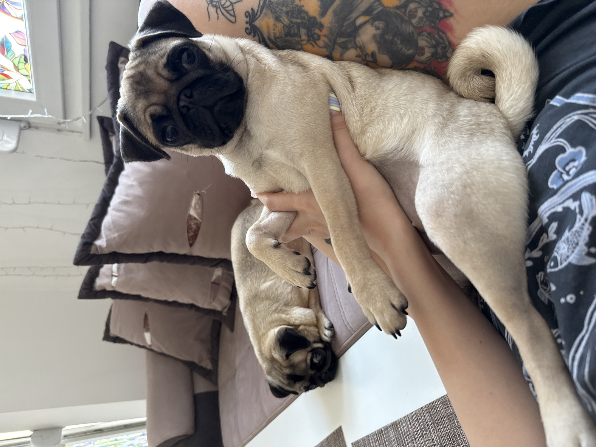 In an indoor setting, possibly a living room, two pugs are the primary subjects. One pug is being held in a person's lap, facing the camera with a direct gaze. This pug is light tan with a black muzzle and ears. The person holding the pug has tattooed arms and is wearing dark patterned clothing. The other pug is lying down on a brown couch in the background, facing left and appearing to be asleep. The couch has several neutral-toned throw pillows. A white and brown side table is visible in the foreground, and a window with stained glass is in the upper right background, along with string lights. The overall lighting suggests daytime.
