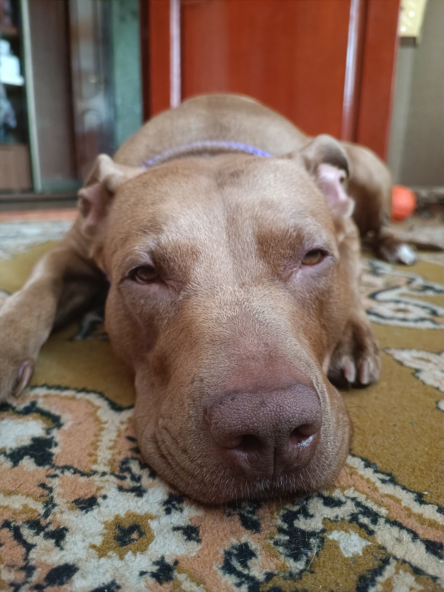 The image shows a close-up, low-angle shot of a brown pit bull dog lying down on a patterned rug. The dog's head is in the foreground, with its eyes partially closed and its snout resting on the rug. The dog is wearing a thin purple collar. In the blurred background, a wooden cabinet and a red door are visible. A bright orange object, possibly a toy, is also partially visible in the background. The overall impression is that of a domestic scene. The image was taken in the city of Zaporizhzhia, Ukraine.