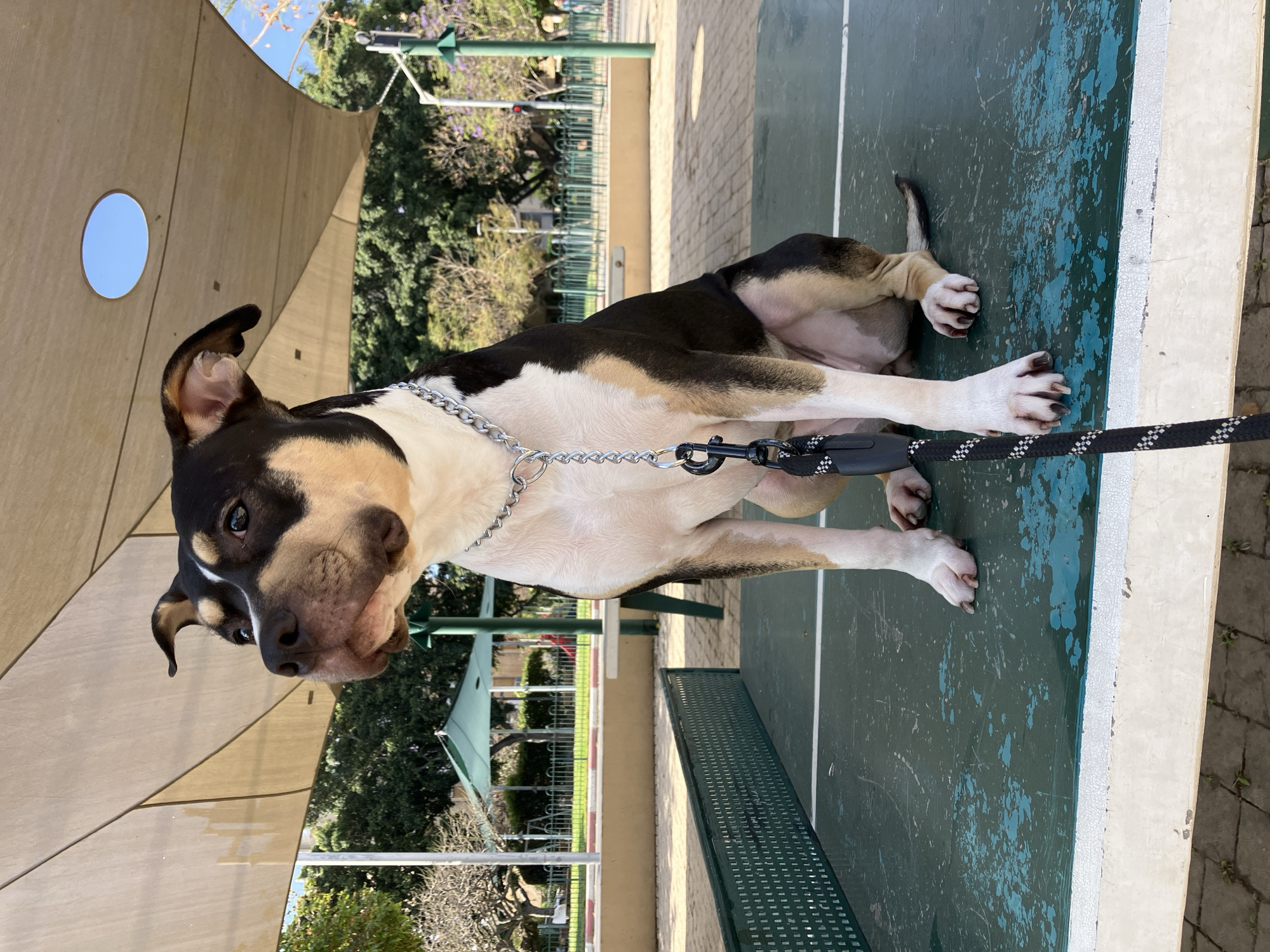 A tri-colored dog sits on a worn, blue and green painted bench. The dog has black, brown, and white fur and a chain leash. A leash connects to the chain. The bench sits in a park, with trees and a shaded structure visible in the background. The photo was taken in Tel Aviv, Israel.