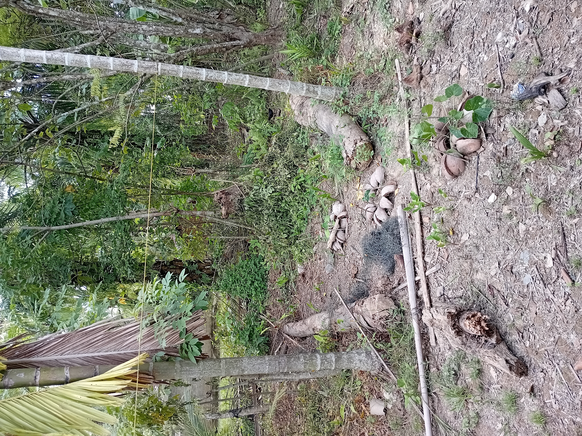 The image depicts an outdoor scene in Aluebuya, Indonesia, characterized by dense vegetation and scattered debris. In the foreground, several logs, some appearing to be coconut tree trunks, are laid on the ground. There are also numerous halved coconut shells scattered around, some containing small plants sprouting from them. A roll of green mesh netting is visible near the logs. In the background, lush green trees and foliage dominate the landscape, suggesting a tropical environment. The ground is covered with dry leaves, dirt, and small rocks. A few young palm trees are also present. No people or animals are clearly identifiable in the image. The overall impression is one of a natural, somewhat untamed outdoor area.