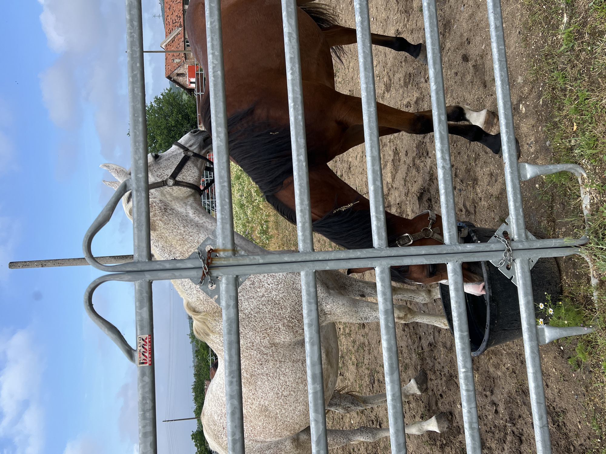 The image captures two horses behind a grey metal gate or fence in Ivan Vazovo, Bulgaria, under a bright blue sky with white clouds. The ground within the enclosure is dusty earth with some patches of green grass.
In the foreground, a dappled grey horse with a light mane and tail is partially visible on the left, wearing a bridle or halter. Its head is slightly turned away, and its body is covered in speckles of grey and brown. To the right, a bay or brown horse with a dark mane and tail has its head submerged in a black bucket on the ground, suggesting it is drinking or eating. Its front legs are visible, standing on the dirt. Both horses are calm and positioned close to the metal barrier.
In the background, beyond the horses, a rustic building with a distinctive red tiled roof and red shutters is partially seen through trees, hinting at a rural or farm setting. A power line pole is also visible against the sky. The scene depicts a clear, sunny daytime.
A white rectangular sticker or label is affixed to one of the horizontal bars of the metal gate. Visible text on the sticker includes "LIMK LTD" and what appears to be "WWW.LIMK.BG".