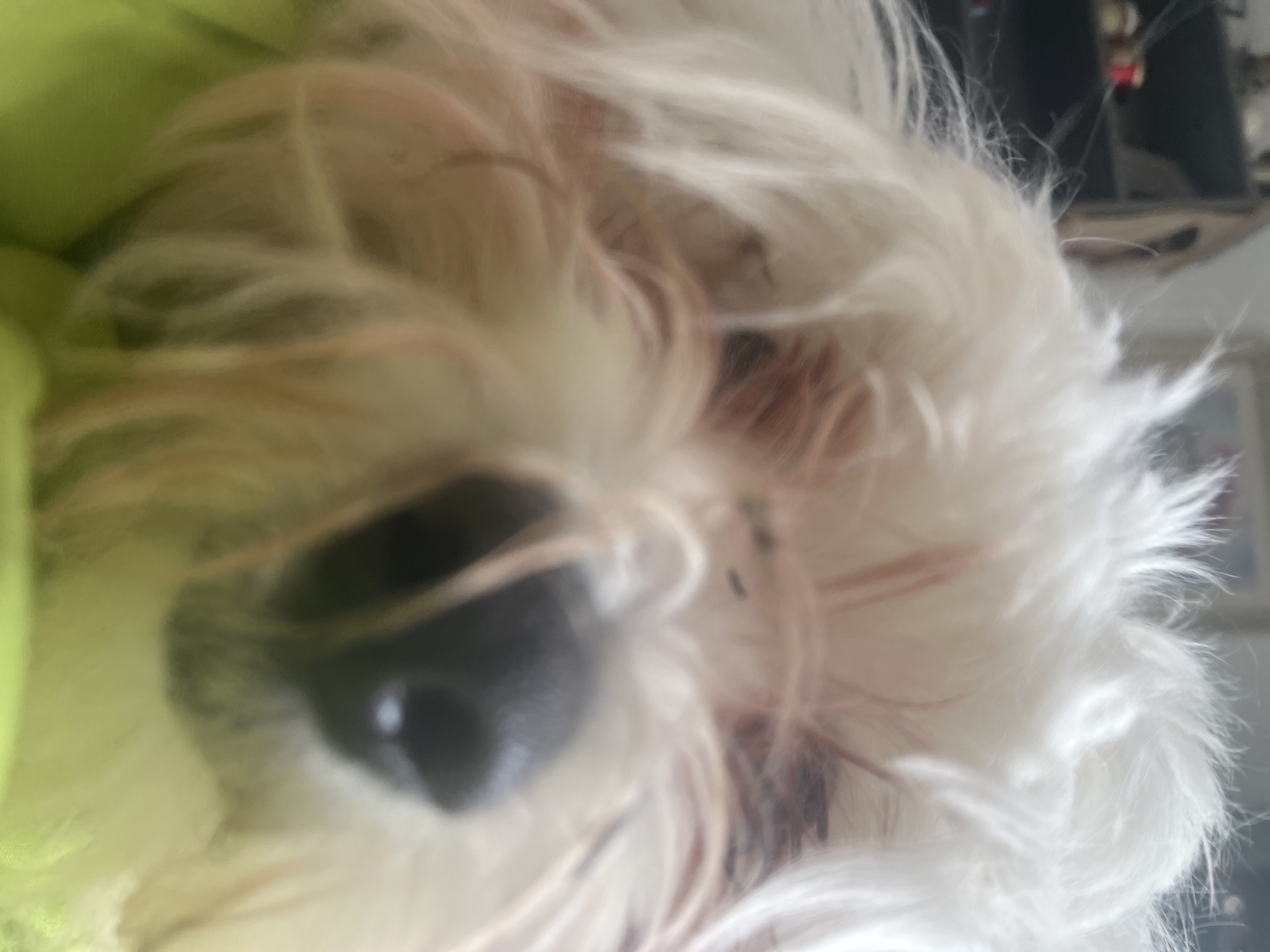 A close-up, blurry image of a white dog's face. The dog has a black nose and is surrounded by fluffy white fur. There are some reddish-brown strands of fur mixed in. Part of a light green object is visible on the left side. The location in the city of Varna, Bulgaria cannot be determined from the image.