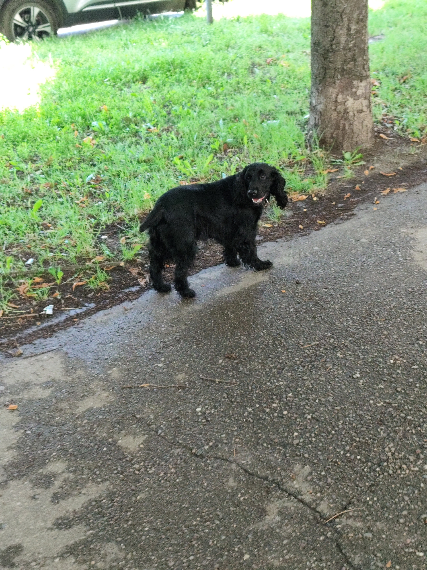 A black dog stands on a wet asphalt path next to a grassy area. The dog is facing the camera with its mouth slightly open, appearing to be panting. Behind the dog, a tree trunk is visible, and further back, a patch of green grass and the side of a white vehicle can be seen. The ground is a mixture of asphalt and wet soil with some fallen leaves. The overall scene appears to be an outdoor environment, likely a park or residential area in Krasnodar, Russia, judging by the provided context.