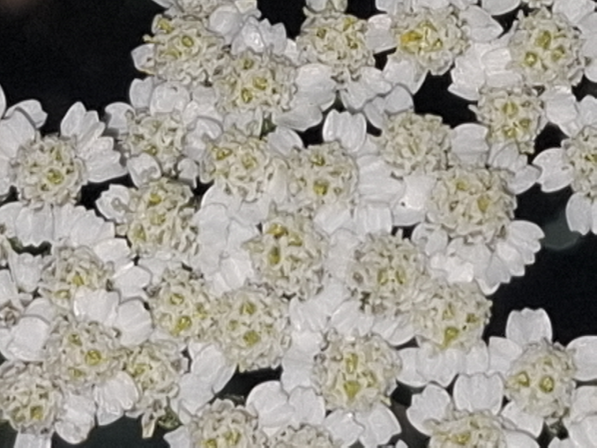 The image displays a close-up, overhead view of a cluster of small white flowers, likely yarrow or a similar species. The flowers are densely packed, forming a textured carpet of white petals and yellow-green centers. The background is a dark, indistinct blur, suggesting a natural setting, possibly a garden or a field. There are no people, man-made objects, or identifiable landmarks present in the image that would indicate a specific location within Almaty, Kazakhstan, or any other city. The focus is entirely on the botanical detail of the flowers.