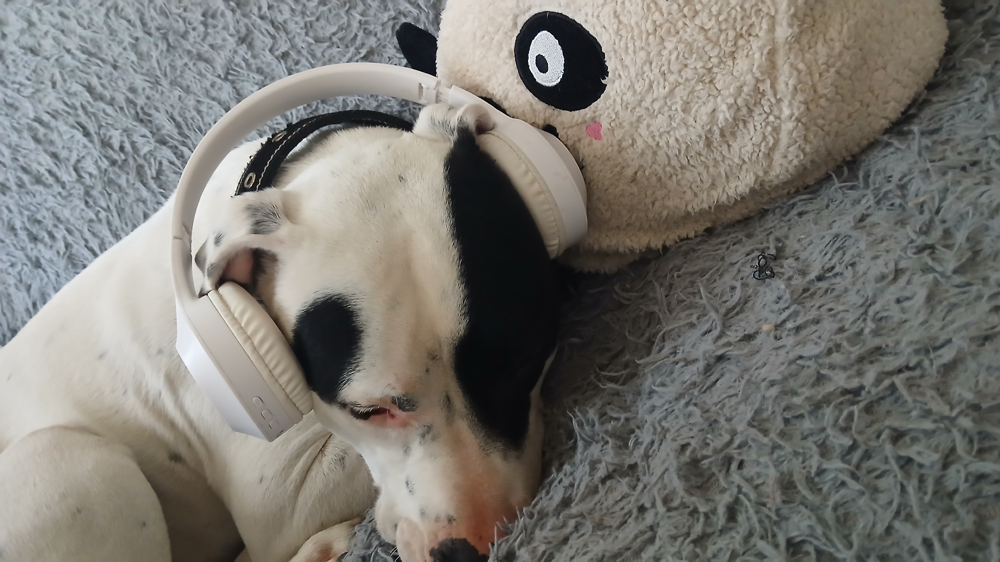 A black and white dog lies on a gray shaggy blanket, wearing white headphones. Next to the dog is a plush panda head. The location is Unknown, Unknown.