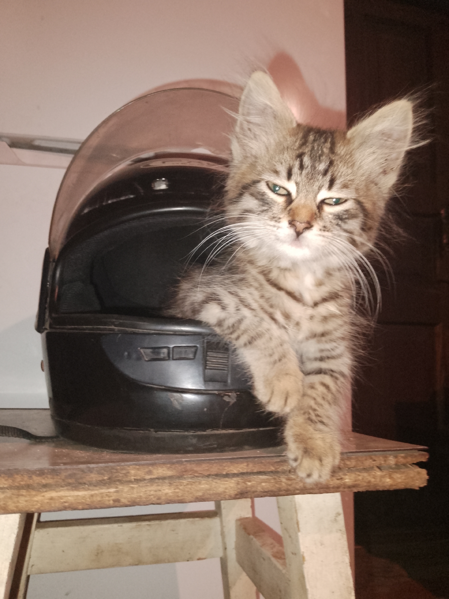 A tabby kitten is peering out of a black motorcycle helmet. The kitten's fur is a mix of brown and grey stripes, and its eyes are partially closed, giving it a sleepy appearance. Its front paws are resting on the edge of the helmet. The helmet is open and appears to be placed on a wooden surface, possibly a shelf or table, which is supported by white legs. The background is dimly lit and appears to be indoors, with a hint of a wall and a dark doorway or opening. The overall impression is one of a curious and cozy kitten exploring its surroundings.