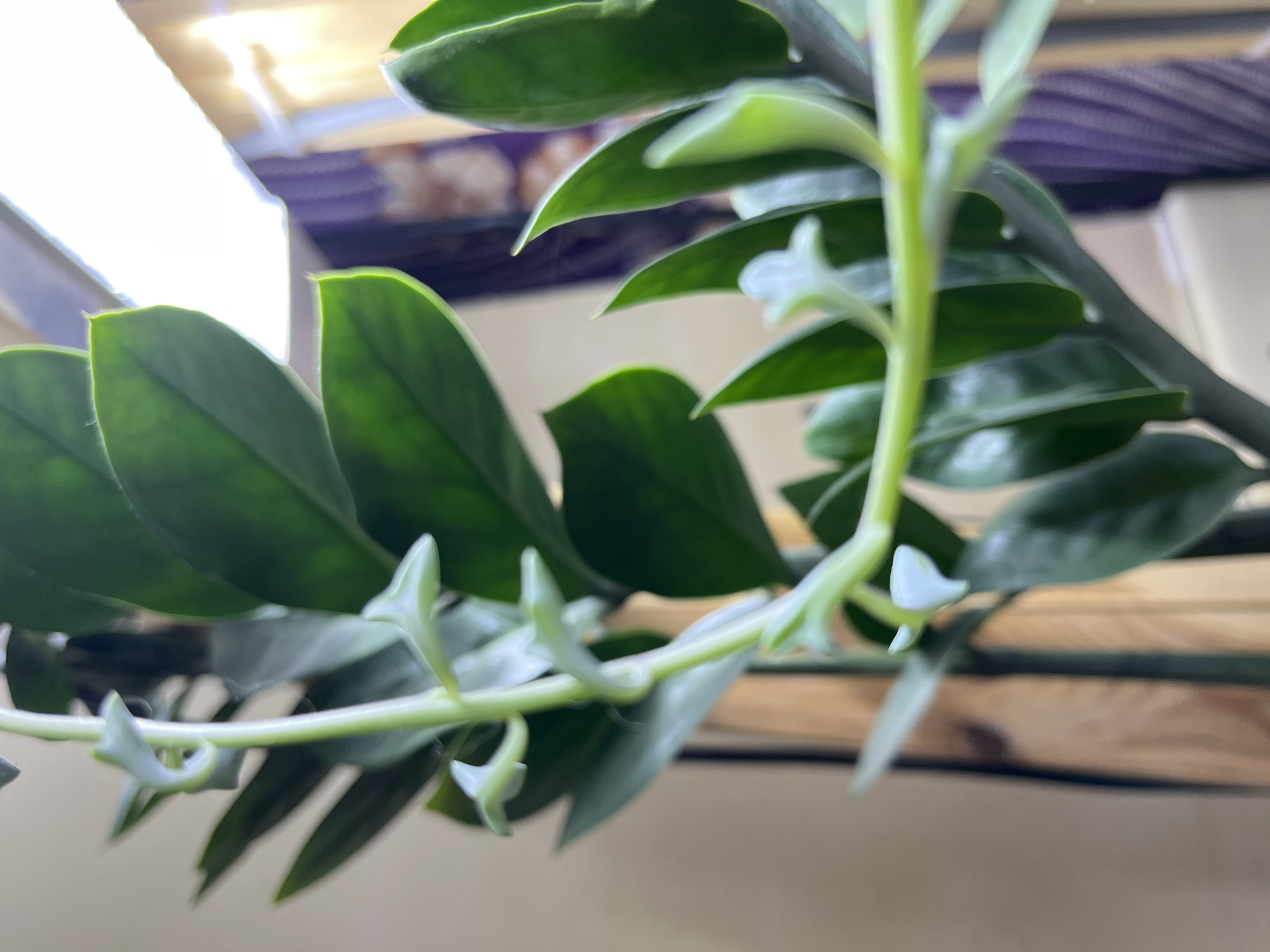 The image is a close-up, slightly out-of-focus photograph of a string of dolphins succulent plant indoors. The plant has a green stem with small, dolphin-shaped leaves. Some larger, dark green succulent leaves are also visible in the background, appearing to be from a different plant. The lighting suggests the plant is near a window with a bright light source, possibly a grow light or sunlight filtering through a sheer curtain. The background shows a textured wall, a wooden element, and a purple curtain or fabric. There are no people or animals visible in the image. The exact location in Krasnyye Barrikady, Russia cannot be determined from the visual information provided.