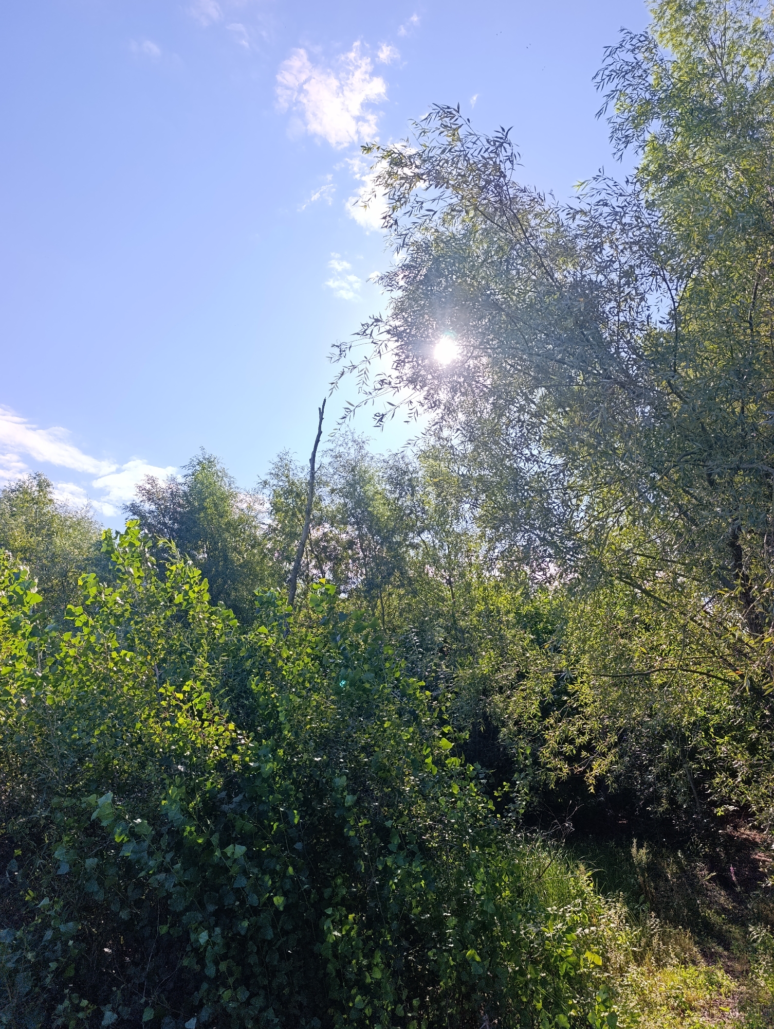 The image depicts a sunlit outdoor scene with lush greenery and a bright blue sky. In the foreground, there is dense foliage, including broad green leaves and smaller, lighter green leaves on branches. The middle ground is filled with various trees, some with thin, wispy leaves, and others with more substantial foliage, all appearing to be in full leaf. A dead, thin tree trunk stands vertically among the living trees. The sun is visible, partially obscured by the branches of a tree on the right, casting a bright glare and lens flare. The sky is clear blue with scattered, wispy white clouds. The overall impression is one of a vibrant, natural landscape bathed in sunlight. The scene is consistent with a park or a wooded area, possibly on the outskirts of Dimitrovskii, Russia, given the presence of natural vegetation. No people or specific man-made structures are discernible in the image.