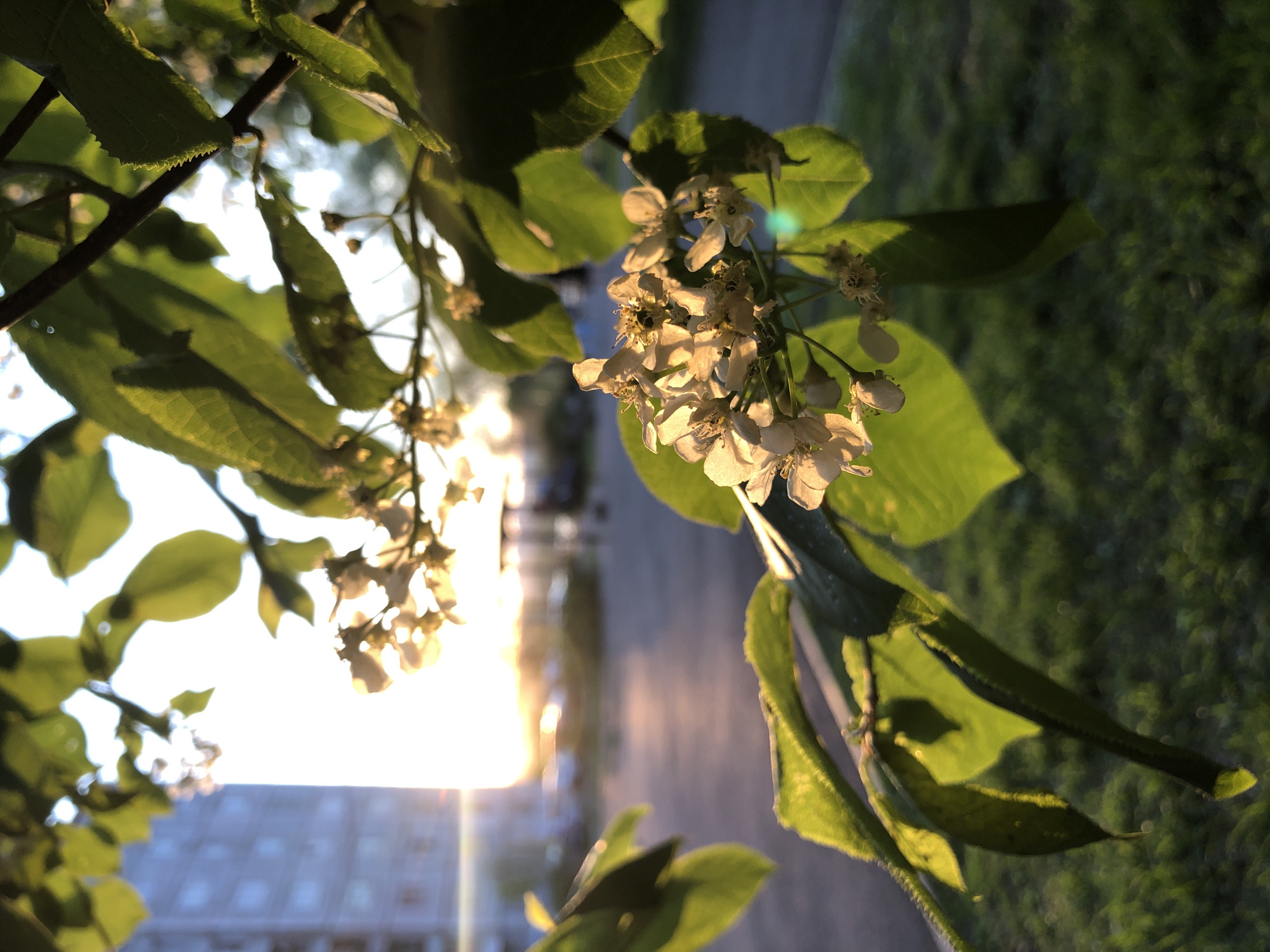 A close-up, angled shot captures a cluster of white blossoms with green leaves, likely on a tree branch. The backdrop features blurred buildings and a sunset, indicative of an urban setting during golden hour. The location is identified as Krasnoyarsk, Russia, based on the file metadata.