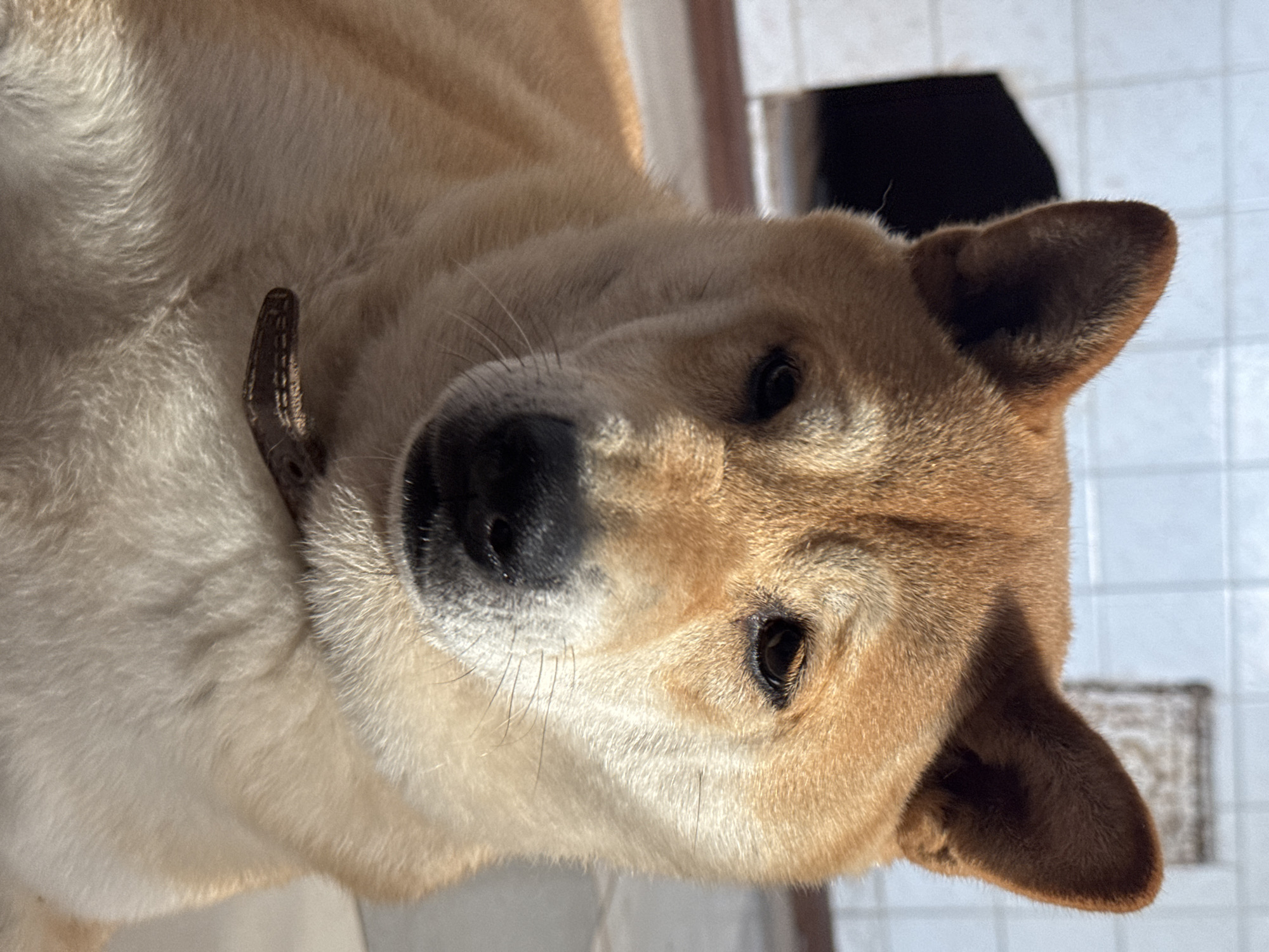 The image is a close-up, eye-level portrait of a tan Shiba Inu dog with pointed ears and dark eyes. The dog is wearing a brown collar. The background consists of a tiled wall and a dark opening. The scene appears to be outdoors, possibly in a yard or kennel. There is no visible indication of the city of Rusalevka, Russia.