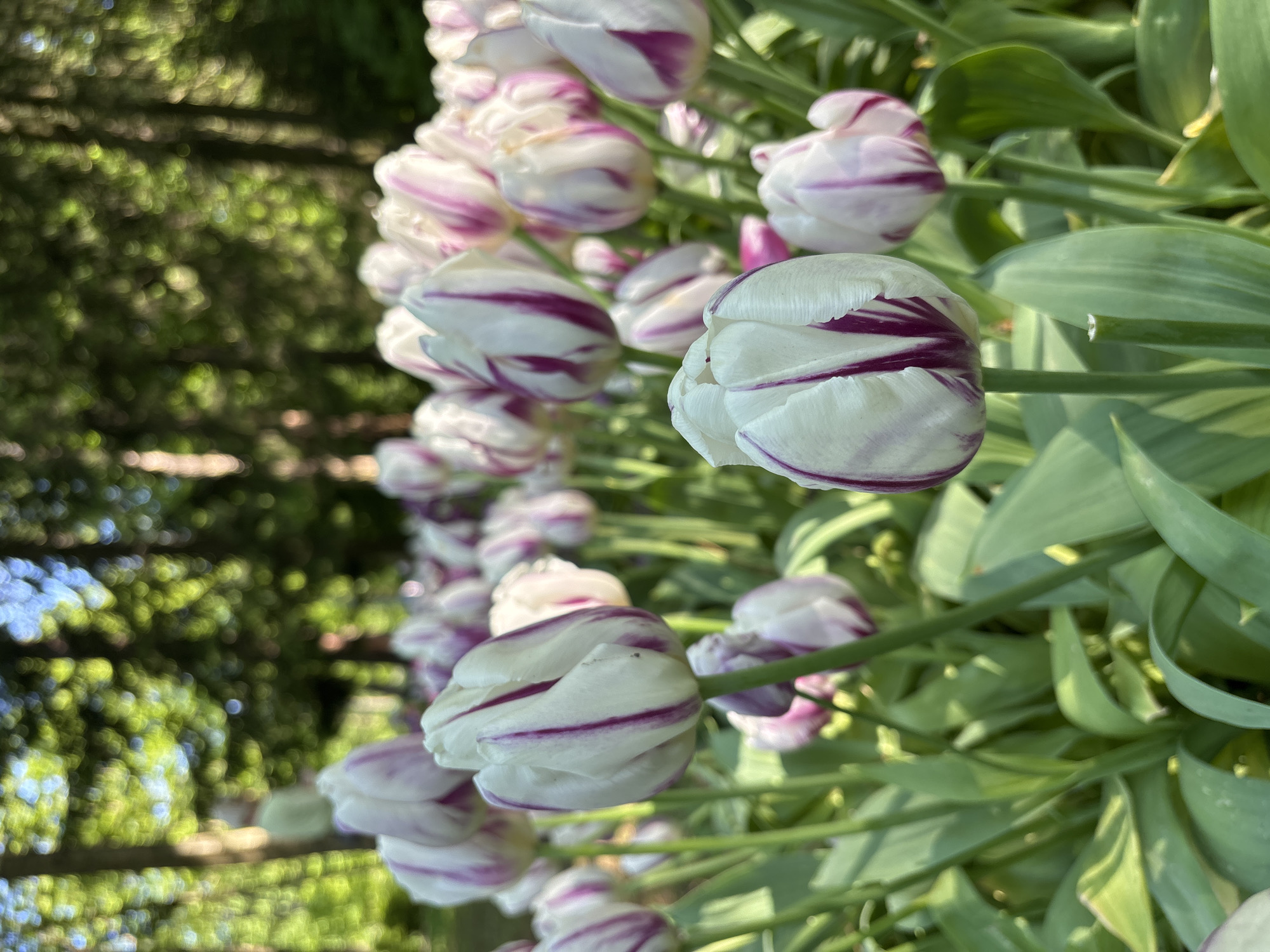 The image captures a close-up view of a vibrant bed of variegated tulips. The primary subjects are numerous tulips, predominantly white with distinct purple and magenta stripes or streaks on their petals. Some tulips are fully formed, showcasing their intricate patterns, while others appear as more closed buds. The flowers are arranged in a dense cluster, filling a significant portion of the frame.
Lush green leaves and strong stems accompany the blooms, providing a natural backdrop and enhancing the vividness of the flowers. The tulips are in sharp focus in the foreground and mid-ground, creating a sense of depth. In the background, a soft, out-of-focus expanse of green foliage, likely trees or bushes, suggests an outdoor garden setting. Hints of lighter green and blue tones in the blurred background indicate bright daylight, possibly under a clear sky.
The scene depicts a tranquil moment in a flower garden, exuding a sense of natural beauty and the freshness of spring. The lighting suggests it is daytime, with soft shadows indicating a sunny yet possibly not harsh midday environment. No specific activity is taking place; the image is a still life focused on the floral display. There is no visible text in the image. This serene garden scene is located in Saint Petersburg, Russia.