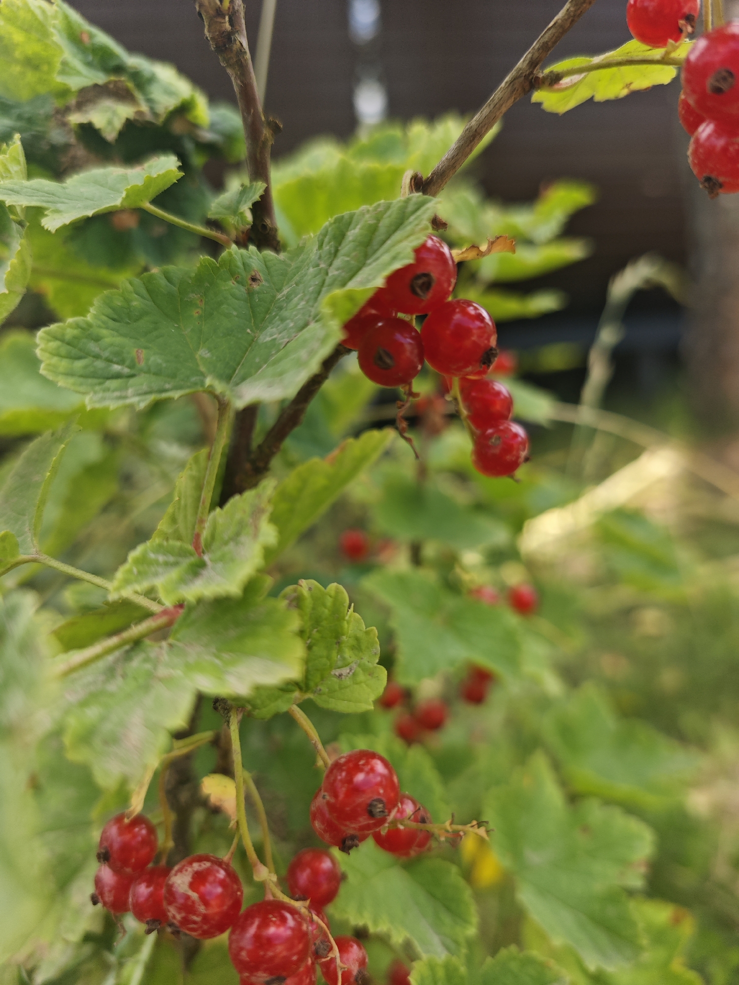The image is a close-up, outdoor photograph of red currants on a bush, with a shallow depth of field that blurs the background. The foreground features clusters of bright red, ripe currants hanging from thin, brown stems, interspersed with vibrant green leaves. Some of the currants show small black spots, likely remnants of the flower or insect activity. The leaves are lobed and have serrated edges. The background is a soft blur of green foliage and what appears to be a darker, out-of-focus area that could be a fence or building. There is no indication of people, specific locations within the city of Хлевино, Russia, or any actions or interactions. The scene is natural and focused on the detail of the fruit and foliage.