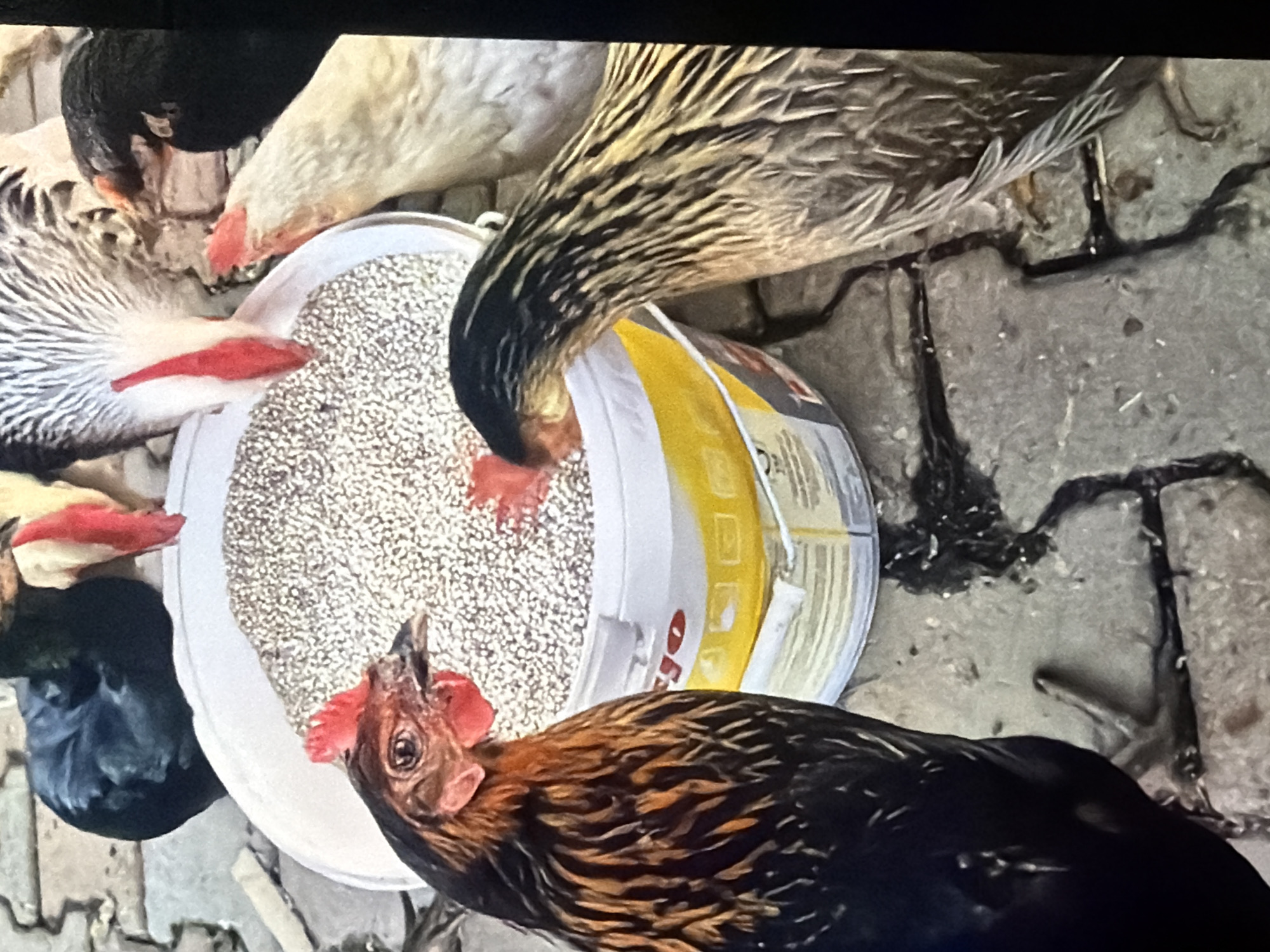 In Bukuru, Nigeria, a group of chickens are gathered around a white bucket filled with grain. The chickens, of various breeds and colors including black, white, and brown, are pecking at the grain. Some chickens are partially visible, with their heads and necks extending towards the bucket. The bucket itself has yellow and white labeling. The scene takes place outdoors on a paved surface, with some debris scattered on the ground. The lighting suggests it is daytime.