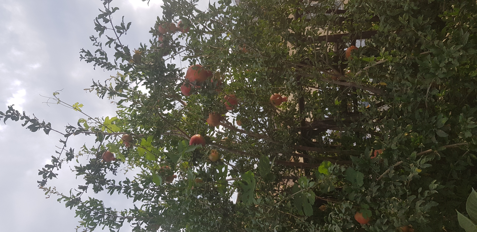 A medium shot captures a pomegranate tree laden with ripe fruit against a cloudy sky. The tree's branches are thick with dark green leaves, and several pomegranates, varying in size and color from red to orange-brown, are visible amongst the foliage. The fruits are round and somewhat bumpy, with some showing splits revealing their inner texture. The background consists of a blurred fence and hints of buildings, suggesting an outdoor setting. The lighting is diffused due to the overcast sky.
