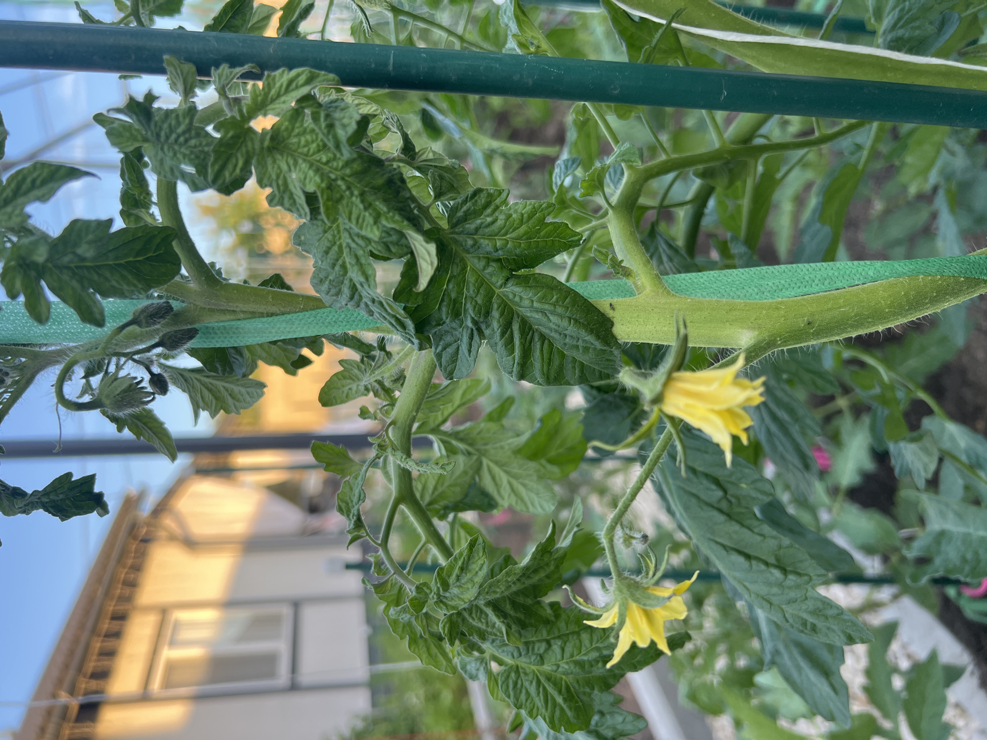 A close-up, eye-level shot focuses on the stem and leaves of a tomato plant, with two bright yellow flowers in focus. The stem is thick and green, with fine hairs visible. The leaves are dark green and somewhat curled, with prominent veins. The plant is supported by a thick green stake. In the background, a building with a light-colored facade is visible, illuminated by the warm glow of what appears to be sunset or sunrise. The sky is a clear, pale blue. The location is described as Unknown, Unknown.