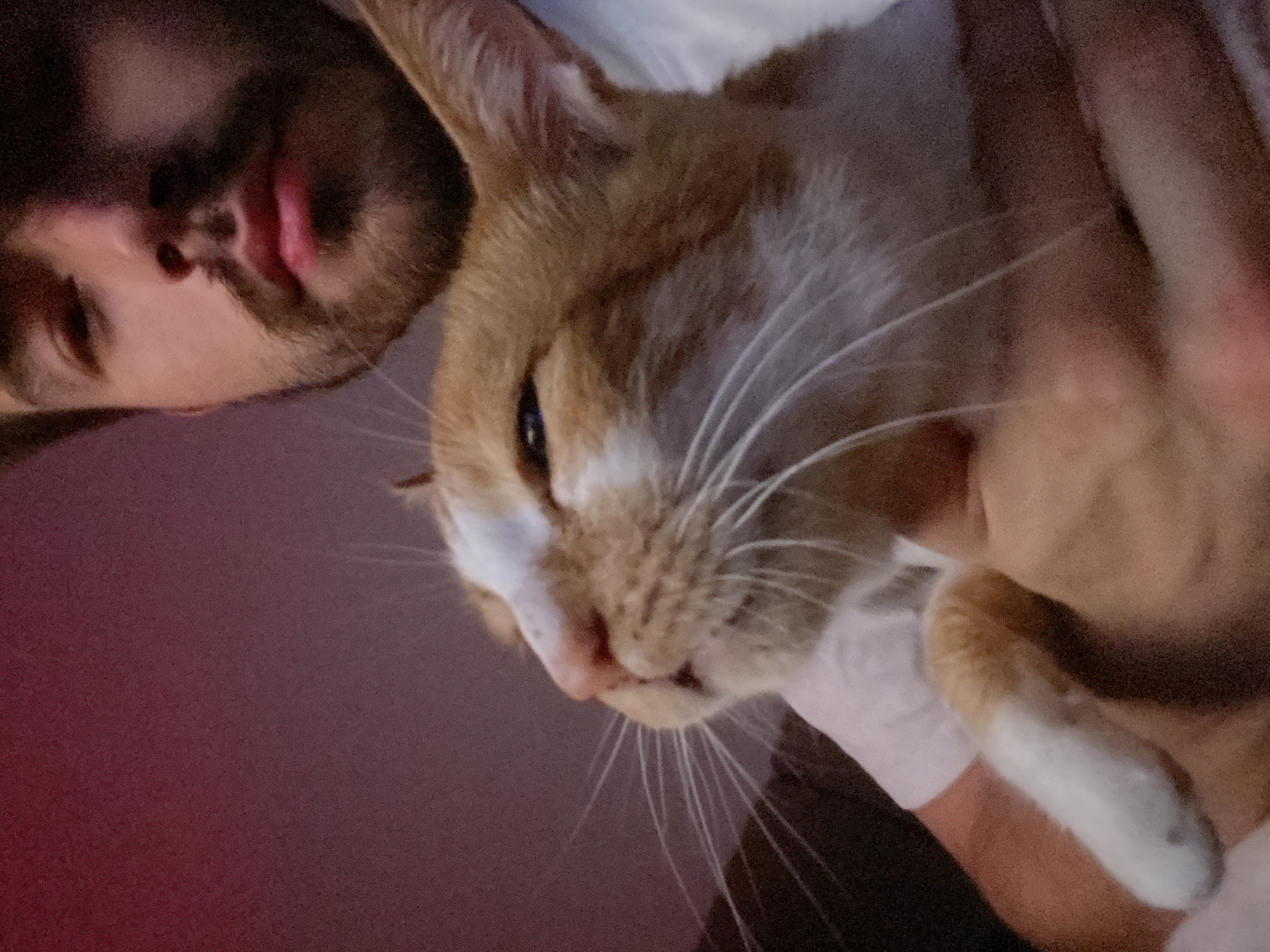 In Neoi Epivates, Greece, a person with light skin and a beard is holding an orange and white cat. The person is wearing a white t-shirt. The cat is looking to the left with its eyes partially closed. The background is a dark, reddish-purple color.