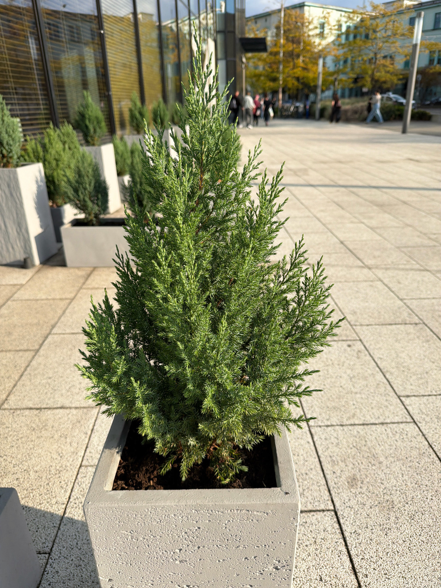 In the foreground, a young evergreen tree, possibly a juniper, is planted in a grey, rectangular concrete planter. The planter has a rough, textured finish. The tree is vibrant green and has a conical shape, with its branches extending outwards. Behind this planter, other similar planters with smaller evergreen trees are lined up. These planters are placed on a light-colored paved area, likely a sidewalk or plaza, made of square tiles. In the mid-ground, a modern building with large windows, reflecting the sky and trees, is visible. Beyond the building, there are more trees with yellowing leaves, suggesting an autumn season. Several people are walking in the distance, blurred by the focus on the foreground. The scene appears to be an outdoor urban environment.