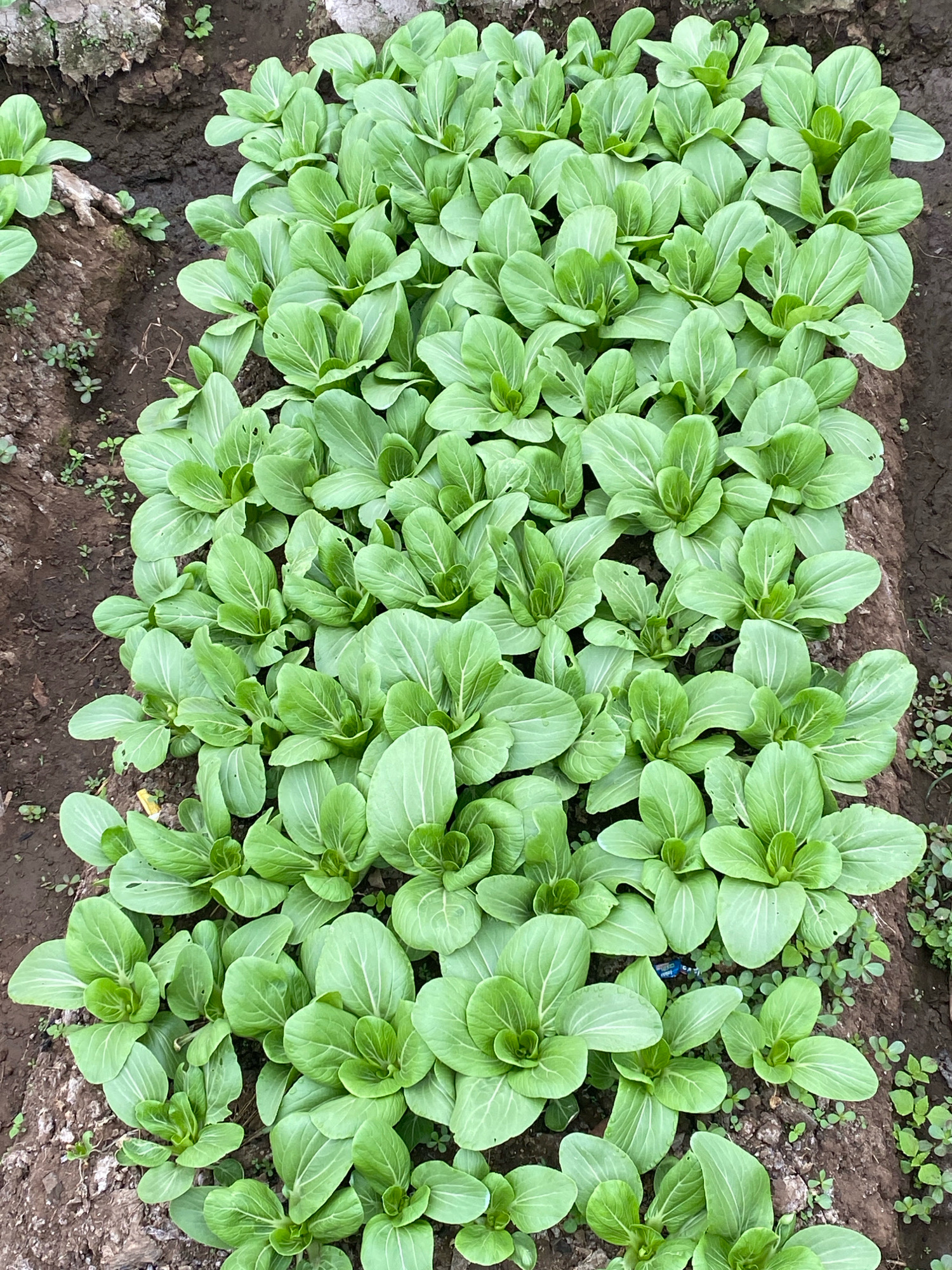 An overhead, close-up shot shows a neatly planted row of bok choy in dark brown soil. The leaves are a vibrant, light green with prominent white veins. The plants are spaced evenly in rows, with some scattered smaller green weeds growing between them and in the soil. The lighting is even, suggesting an overcast day or shade. The location is Unknown, Unknown.