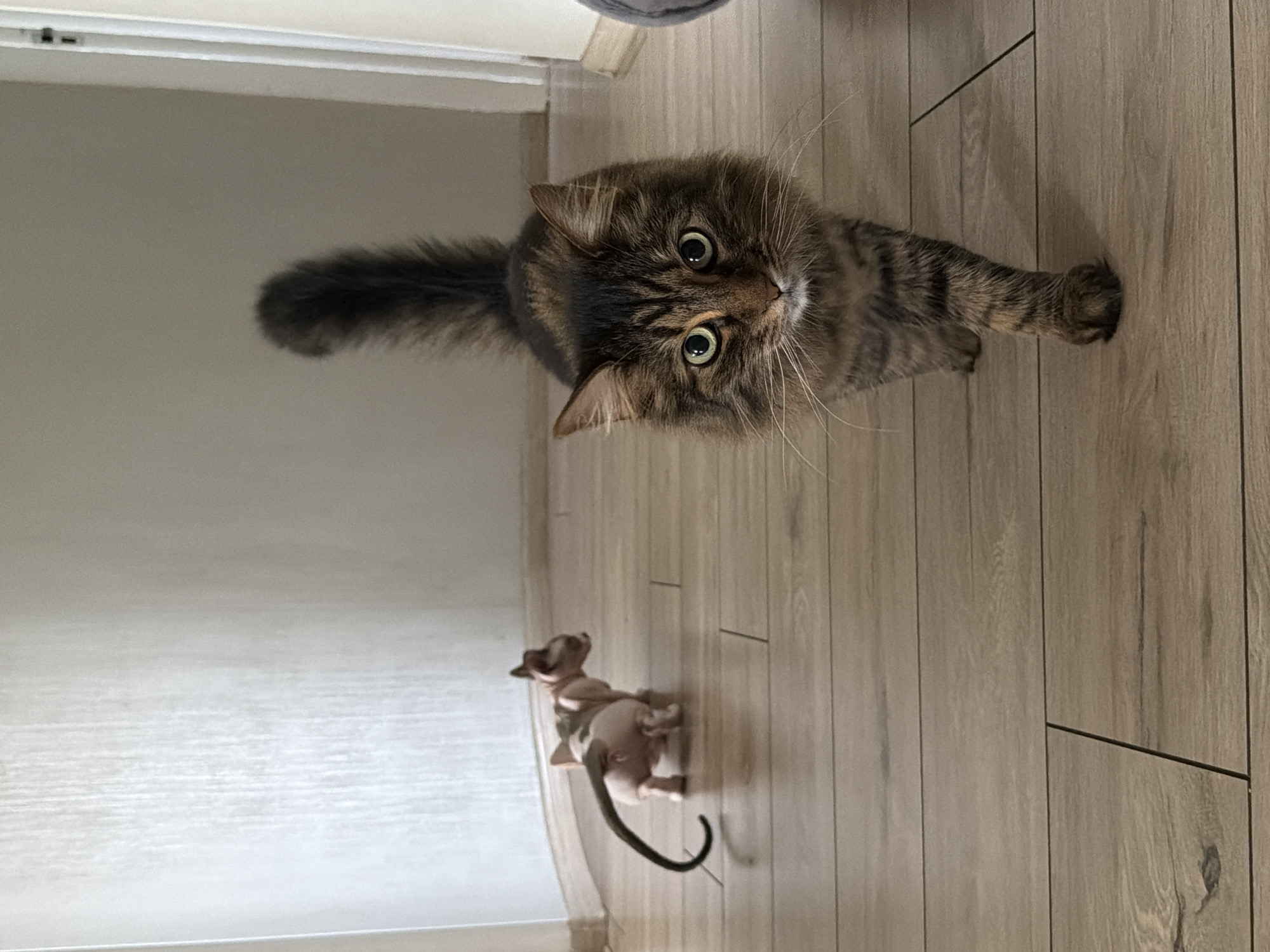 A medium, overhead shot depicts a fluffy brown tabby cat and a toy hairless dog. The cat is in the upper right quadrant of the frame, facing the camera, while the toy dog is below it and to the left. Both are on a light brown wooden floor. The background features a white wall and door. The scene appears to be indoors.