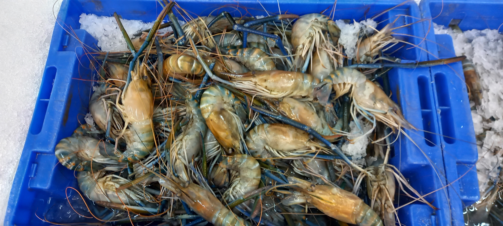This image captures a close-up, high-angle view of a large quantity of fresh prawns, likely Giant River Prawns (Macrobrachium rosenbergii), displayed in a blue plastic crate filled with crushed ice. The prawns are the central subject, densely packed within the crate.
The prawns are various sizes, characterized by their long, thin antennae and some exhibiting distinct blue coloration on their legs and claws, which is typical for this species. Their bodies show natural variations in color, ranging from translucent tan and light brown to grayish-blue, and they appear wet and glistening from the melting ice, indicating freshness. Crushed ice is scattered generously among the prawns, serving to keep them chilled and preserved.
The blue plastic crate, which holds the seafood, is sturdy and utilitarian, a common sight for transporting and displaying fresh produce, especially at markets. The background and foreground show more ice, suggesting that this crate might be part of a larger display, possibly on a stall or counter in a seafood market or grocery store.
There is no discernible activity taking place other than the static display of the prawns for sale or storage. The lighting is bright and even, highlighting the details of the prawns and ice. No people are visible, nor are there any discernible emotions or specific time of day. There is no visible text in the image. The scene suggests a retail environment where fresh seafood is offered.