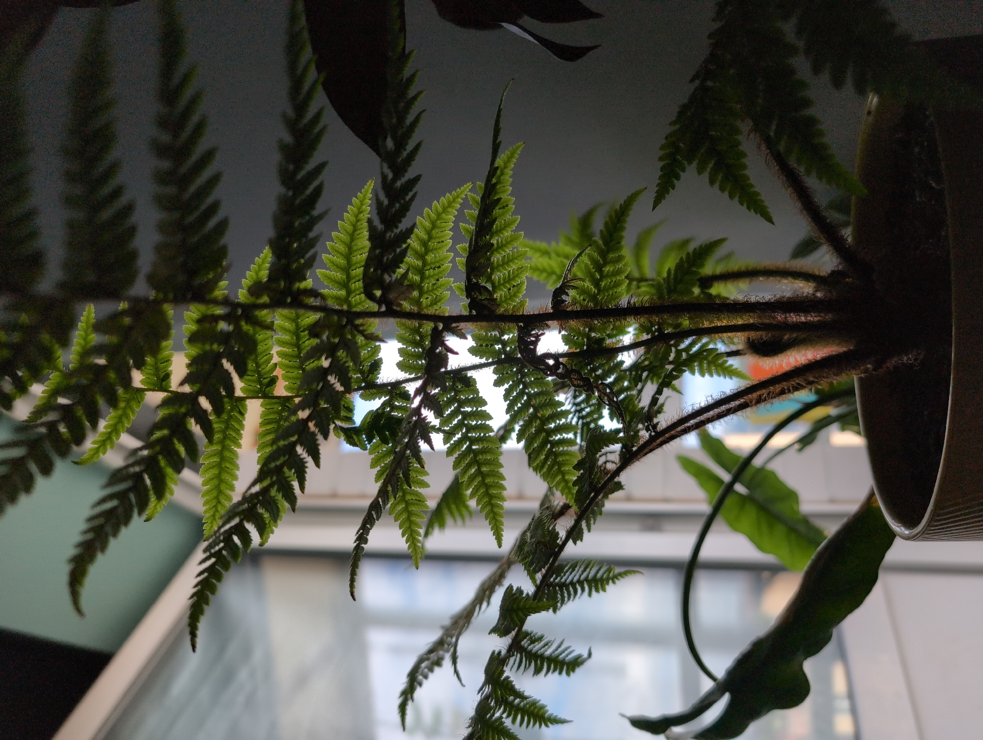 The image shows a close-up view of a fern plant hanging upside down. The fern's fronds, with their characteristic serrated edges, are illuminated from behind, creating a dramatic backlight effect. Some fronds are a vibrant green, catching the light, while others are in silhouette against a darker background. The stems of the fern are visible, covered in fine hairs.
In the background, the scene is out of focus, suggesting an indoor environment. There are hints of window frames and possibly some buildings or other elements of a city visible through what appears to be a window. The lighting suggests it could be daytime, possibly overcast, given the diffused light and darker tones. The perspective of the image, looking up at the hanging plant, adds an interesting visual dynamic. There is no visible text in the image. The overall mood is somewhat mysterious and emphasizes the delicate beauty of the fern's foliage.