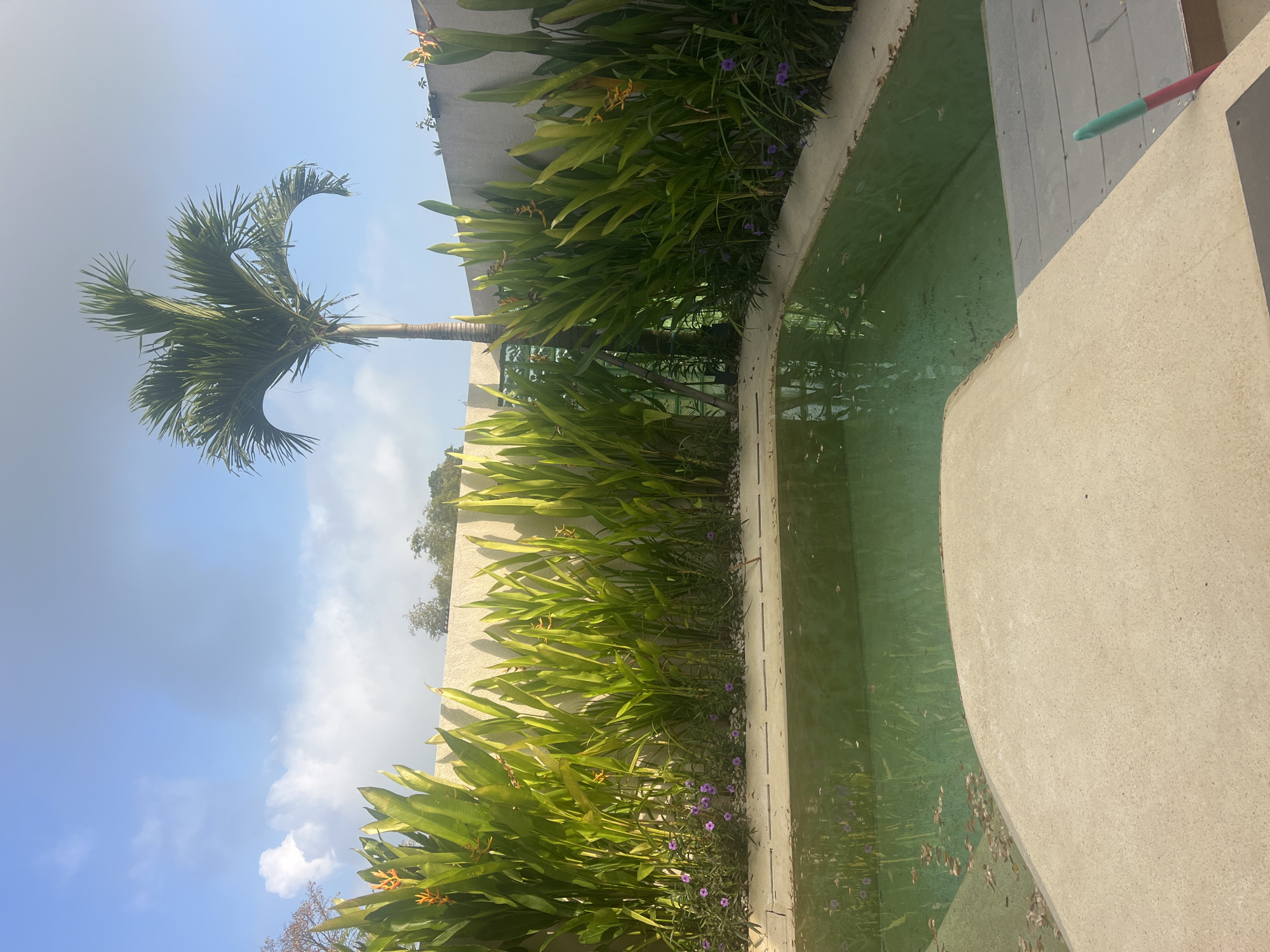 The image depicts an outdoor swimming pool area, likely in a tropical or subtropical region, given the presence of a palm tree and lush green foliage. The pool itself is filled with greenish water and has a concrete edge. The surrounding area is landscaped with tall, broad-leafed plants, some bearing orange flowers, and smaller purple flowers at their base. A light-colored wall encloses the area, with the sky visible above, featuring a few scattered white clouds against a blue backdrop. The lighting suggests it is daytime, possibly morning or afternoon. There are no people visible in the image. The scene appears serene and well-maintained. The provided information that this scene is located in Kediri, Indonesia is contextual and not visually derivable from the image itself.