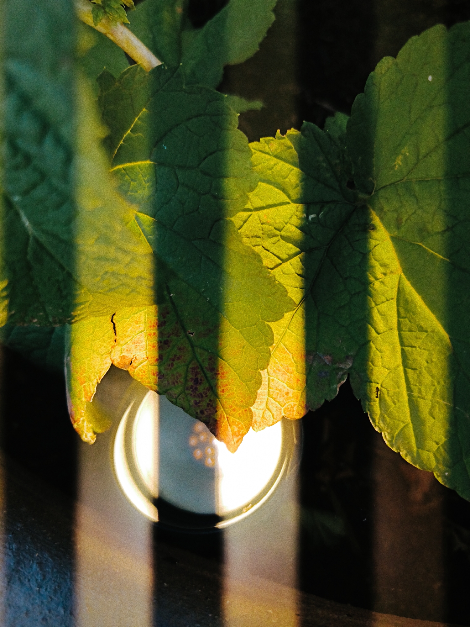 This is a close-up, high-angle shot of large green leaves, some with yellow and reddish-brown splotches, partially illuminated by strong vertical light and shadow patterns. A small, dark ant is visible on the rightmost leaf. Below the leaves, a circular, white object with a bright light reflection is partially obscured. The background is dark and out of focus. The scene appears to be outdoors, possibly in a garden or park setting within the city of Tallinn, Estonia, given the context provided. There are no people or any specific urban architectural features immediately identifiable in the frame.