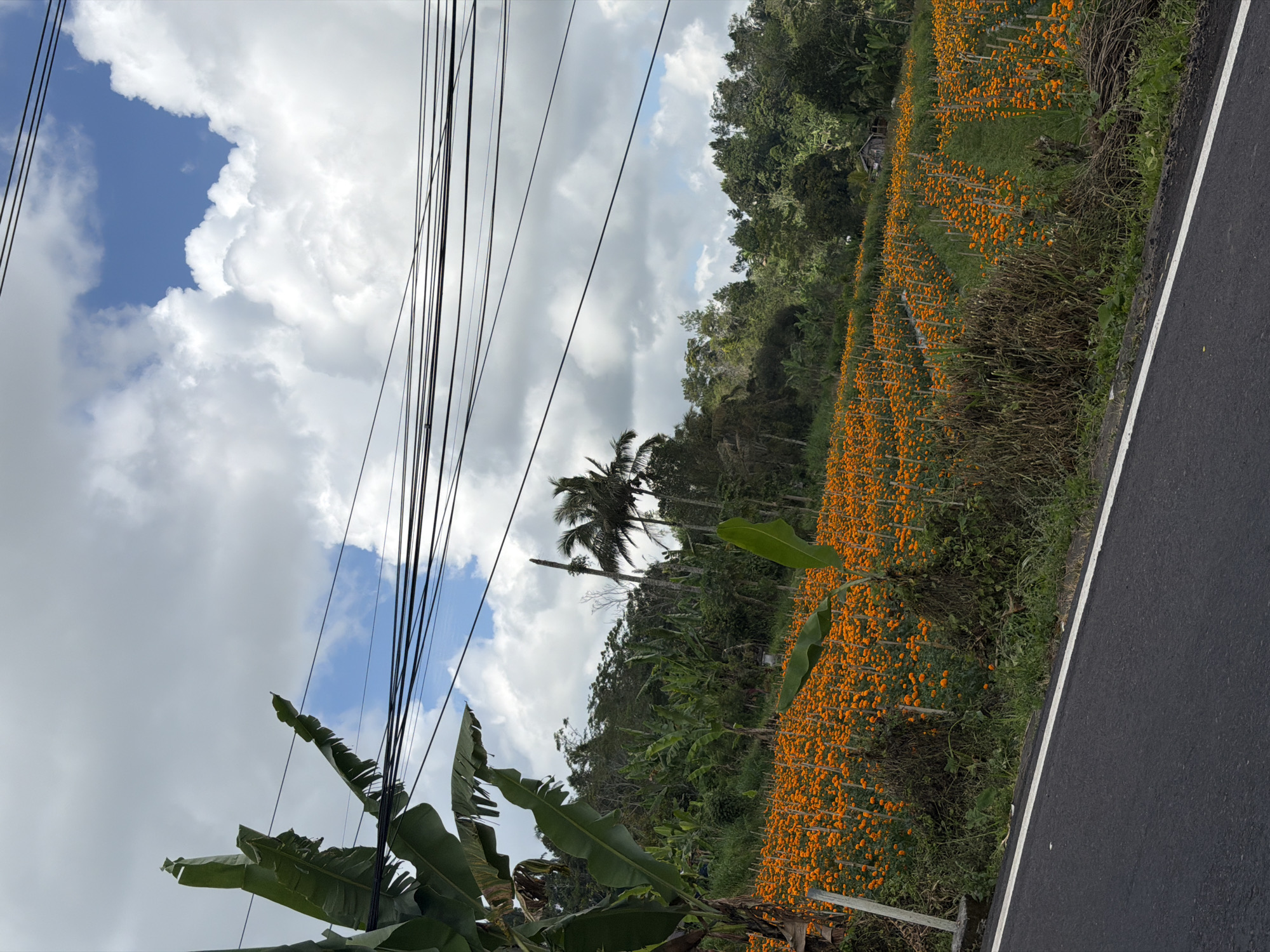 The image captures a picturesque roadside scene in Petang, Indonesia, dominated by a vibrant field of orange marigolds stretching along the right side of a dark asphalt road. The flowers, meticulously planted in rows, create a striking tapestry of color against the lush green foliage and the backdrop of a cloudy sky. Overhead, a dense network of black power lines crisscrosses the frame, adding a touch of human infrastructure to the natural beauty.
In the foreground, large, broad green leaves, likely from a banana plant, unfurl towards the sky, their vibrant green contrasting with the muted tones of the clouds. Further back, a slender palm tree stands tall, its fronds rustling against the sky, adding a tropical touch to the landscape. The sky itself is a dramatic canvas of white, fluffy clouds interspersed with patches of bright blue, suggesting a day with fluctuating weather patterns.
The scene evokes a sense of tranquility and natural abundance. The neat rows of marigolds suggest agricultural activity, likely for the local markets or religious offerings, a common practice in Bali. The presence of the road indicates accessibility and a connection to the outside world, while the surrounding greenery points to a rural or semi-rural setting. The time of day appears to be midday or early afternoon, given the brightness of the sky and the illumination of the landscape. No text is visible in the image.