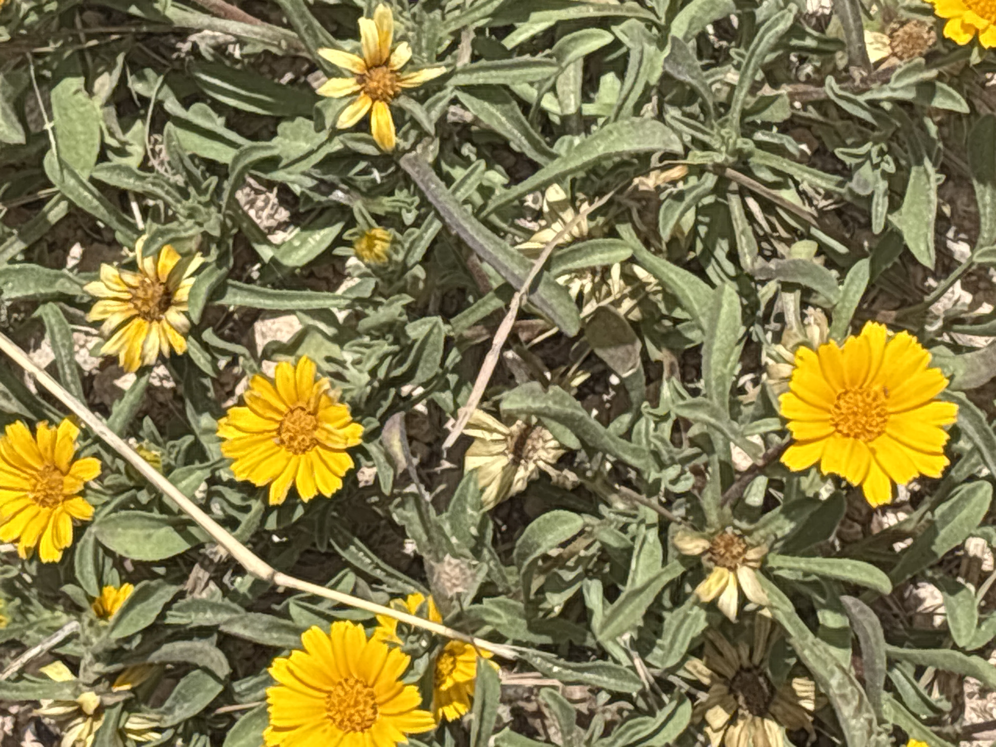 The image shows a close-up, overhead view of a patch of ground covered in low-lying green foliage and several small yellow flowers. Some of the flowers are in full bloom with distinct petals, while others appear wilted or in the process of drying out. The ground beneath the plants is a mix of dark soil and lighter colored debris, suggesting a dry, possibly arid environment. There are no people or animals visible in the scene. The lighting suggests it is daytime, with shadows cast by the foliage indicating a sun position. The overall impression is of a natural, undeveloped area, perhaps a roadside verge or an uncultivated garden space, consistent with areas in and around Orihuela, Spain.