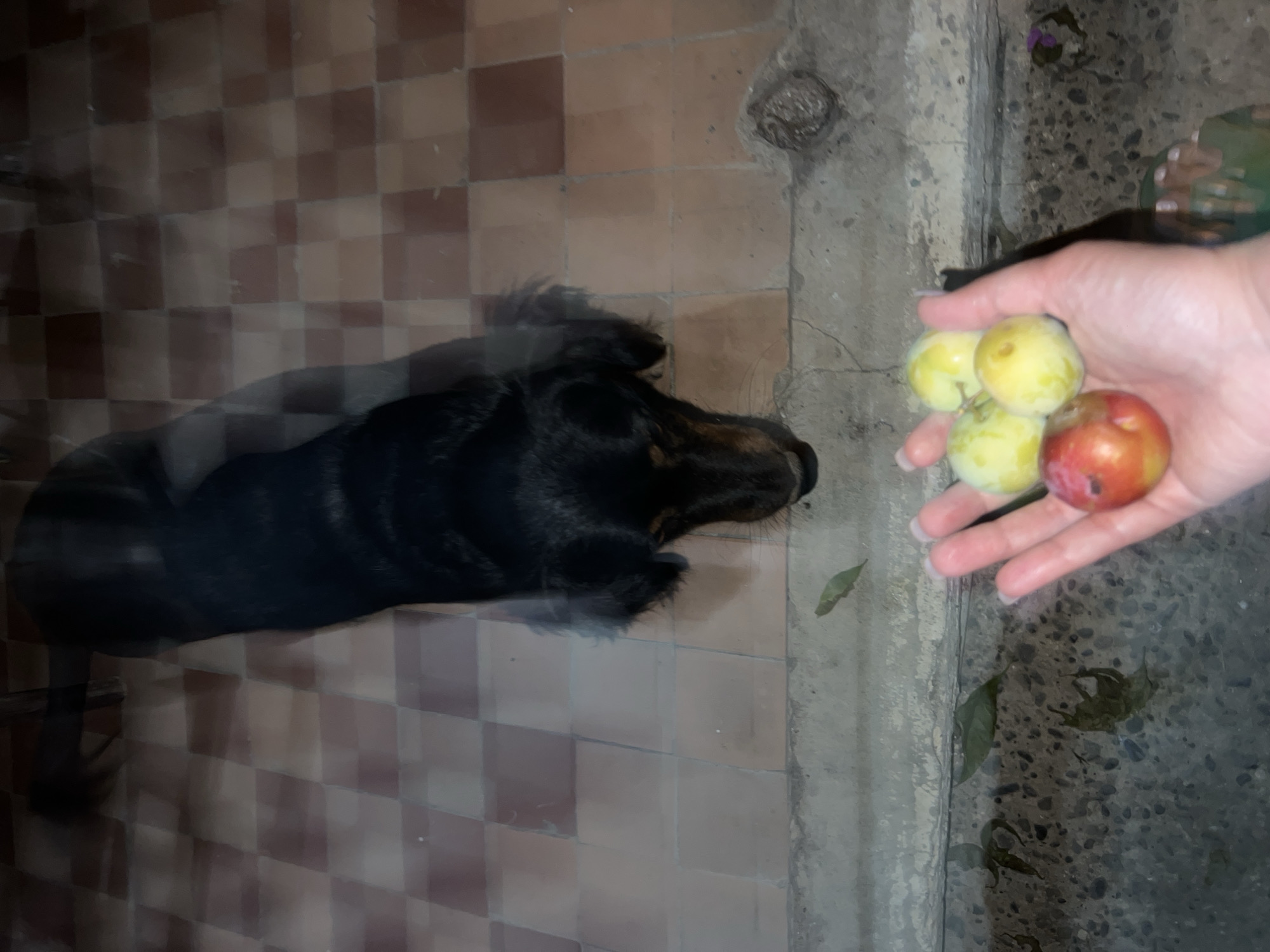 In Sokhumi, Abkhazia, a black dog with long fur, possibly a dachshund mix, is positioned on a tiled floor, looking down. In the foreground, a human hand with manicured nails holds several small, round fruits that appear to be plums. Some of the plums are yellow, while others are reddish-yellow. The environment appears to be outdoors, with a visible edge of a concrete step or border in front of the tiled area. The lighting suggests it may be dusk or evening.