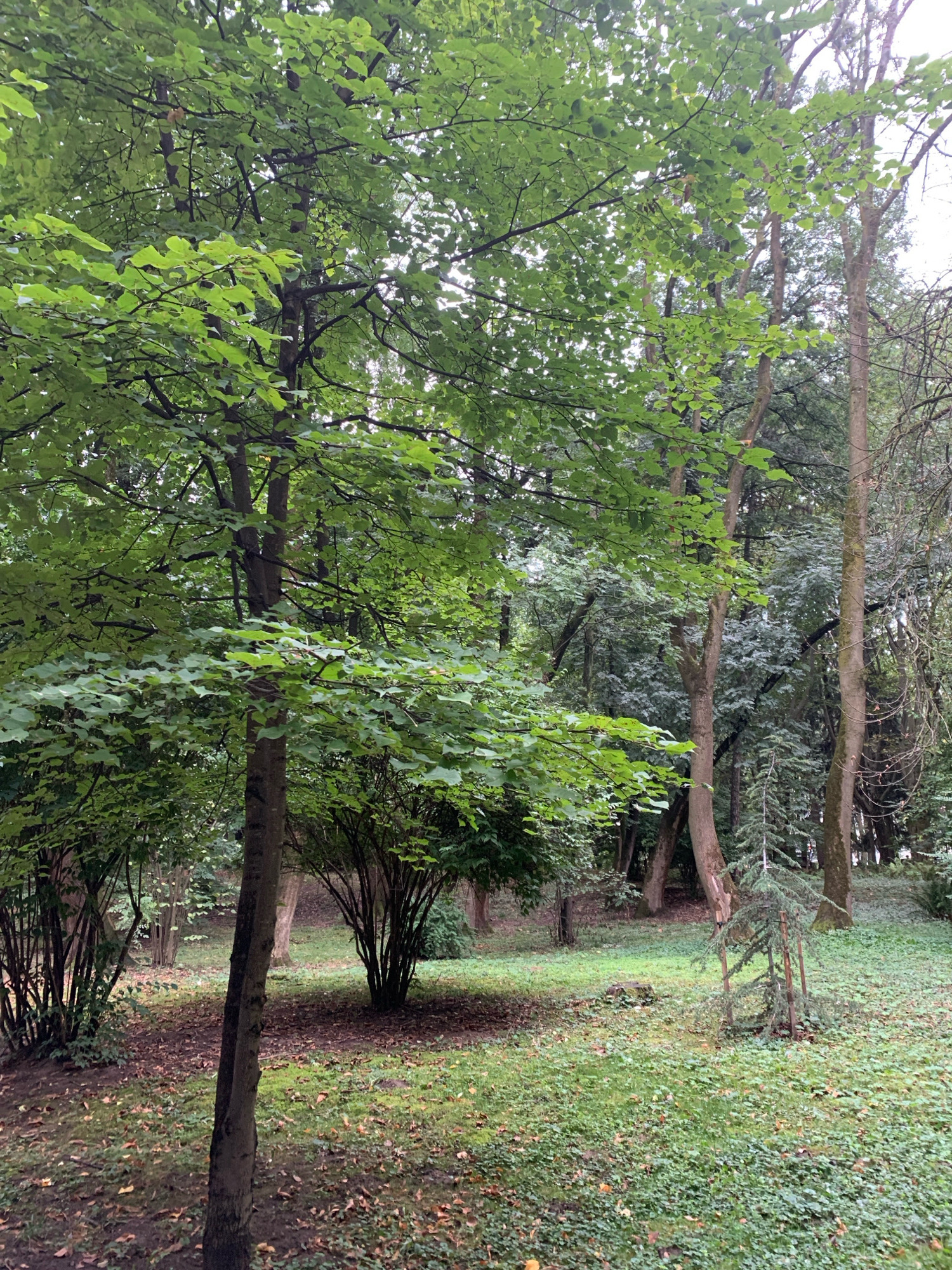 The image depicts a park-like setting with lush green foliage and trees. In the foreground, a slender tree trunk stands vertically, slightly off-center to the left. The ground is covered with green grass interspersed with fallen leaves, suggesting an autumn or late summer season. To the left and background, dense bushes and trees create a wall of greenery. In the mid-ground, a cluster of spindly trees with dark bark and dense foliage is visible. Further back, a small coniferous tree is supported by wooden stakes. The overall impression is one of a natural, serene environment within a park. The scene is consistent with areas within the parks of Lviv, Ukraine, such as Stryiskyi Park or the park around the High Castle, given the abundance of mature trees and well-maintained green spaces characteristic of these locations. There are no people or animals visible in the image, and no specific actions or interactions are captured. The lighting suggests an overcast or shaded day.