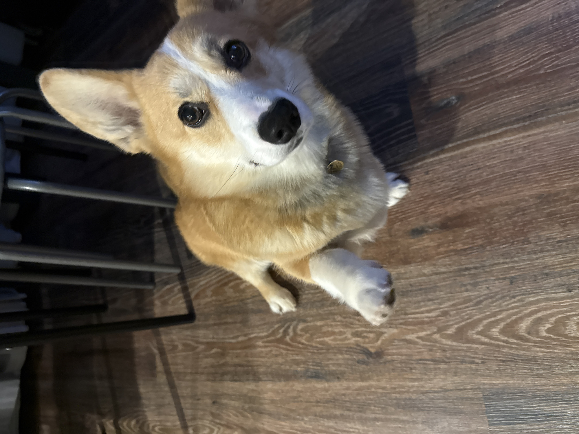 A Pembroke Welsh Corgi with tan and white fur is depicted in a high-angle shot, looking directly upwards at the camera. The dog is positioned on a wooden floor, appearing to be sitting or standing on its hind legs with its left front paw slightly raised. Its expressive dark eyes and black nose are prominent, framed by white fur on its face. A small, light-colored charm or tag is visible on its collar.
The background features a warm-toned wooden floor with a visible grain pattern. To the left of the dog, a dark metal rack or shelf unit, possibly part of a shoe rack or other furniture, is partially visible with horizontal bars. Shadows from the dog and the furniture are cast on the floor, indicating an indoor setting with a light source. The dog's attentive posture and direct gaze convey curiosity or a hopeful expression. No text is visible in the image. The scene is set indoors, likely within a home in Votkinsk, Russia.