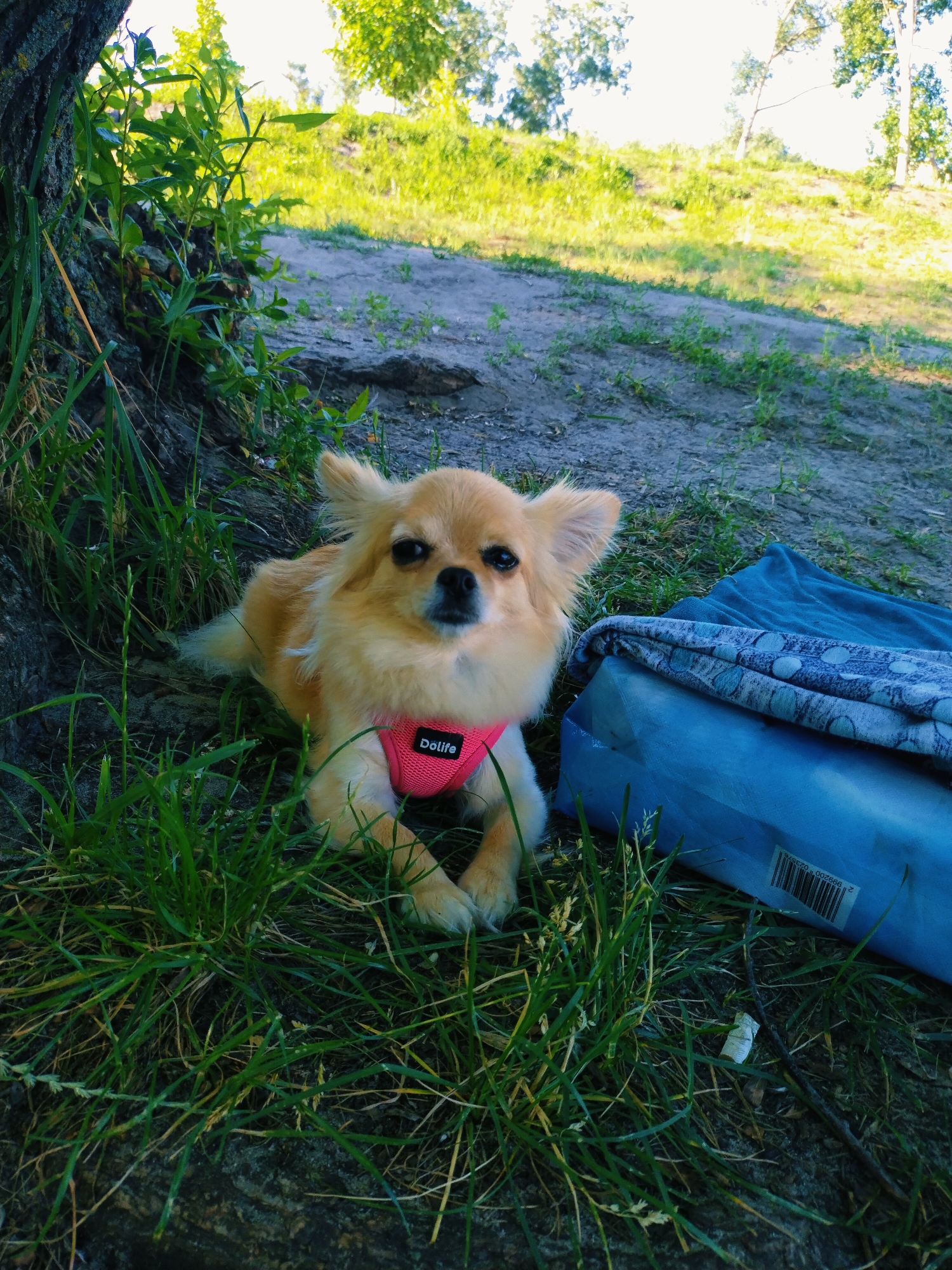 A long-haired, light brown chihuahua wearing a pink harness is lying down on the grass next to the base of a tree. To the right of the dog, there is a blue bag with some patterned fabric on top. The background shows a grassy slope with trees. This scene is located in Horishni Plavni, Ukraine.