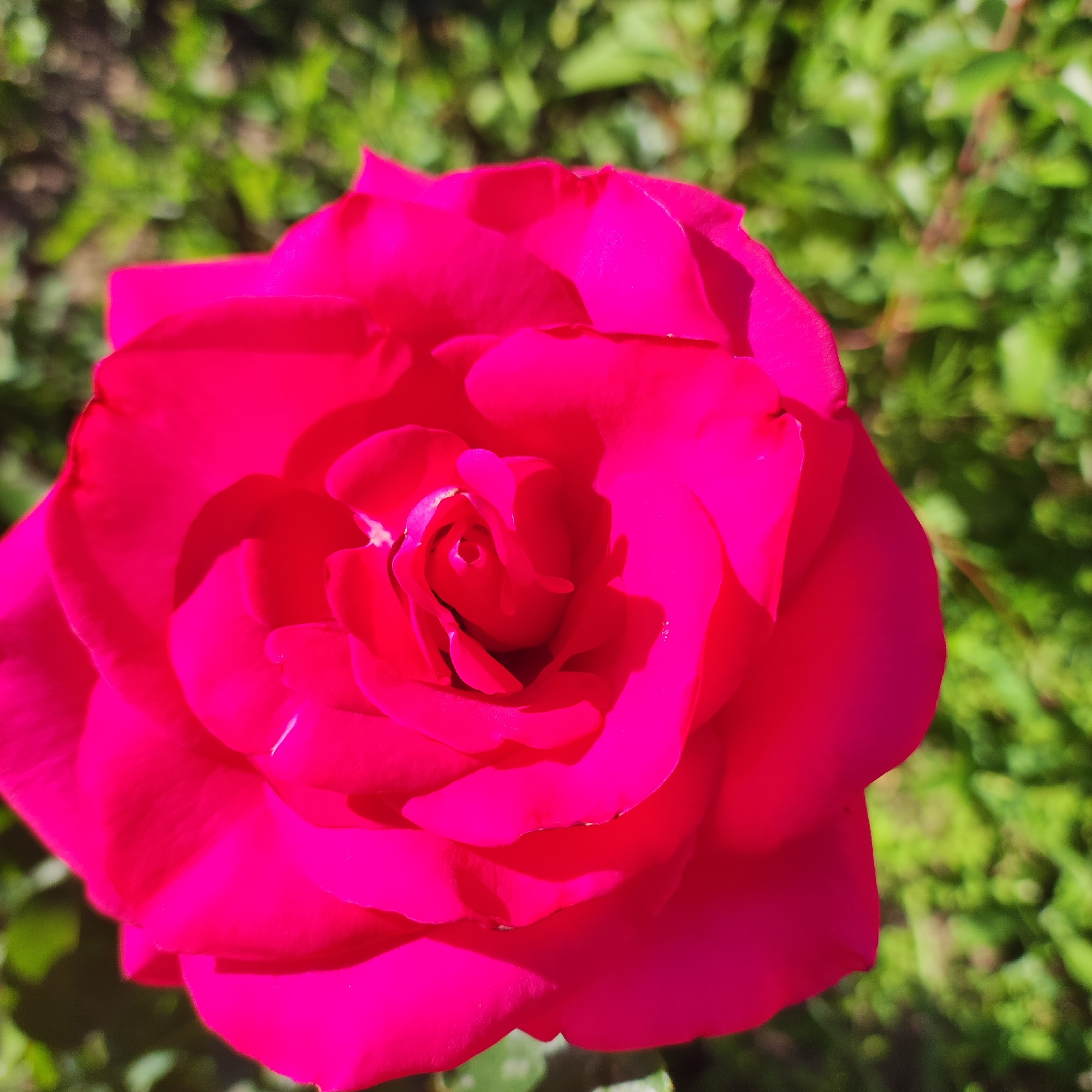 A close-up, eye-level shot focuses on a vibrant pink rose in bloom. The rose fills most of the frame, its petals unfurling towards the viewer. The background is softly blurred, revealing green foliage, indicative of an outdoor setting. The lighting suggests it is daytime, casting subtle shadows on the rose's petals. There are no people or animals visible in the image. This rose is located in Navoloki, Russia.