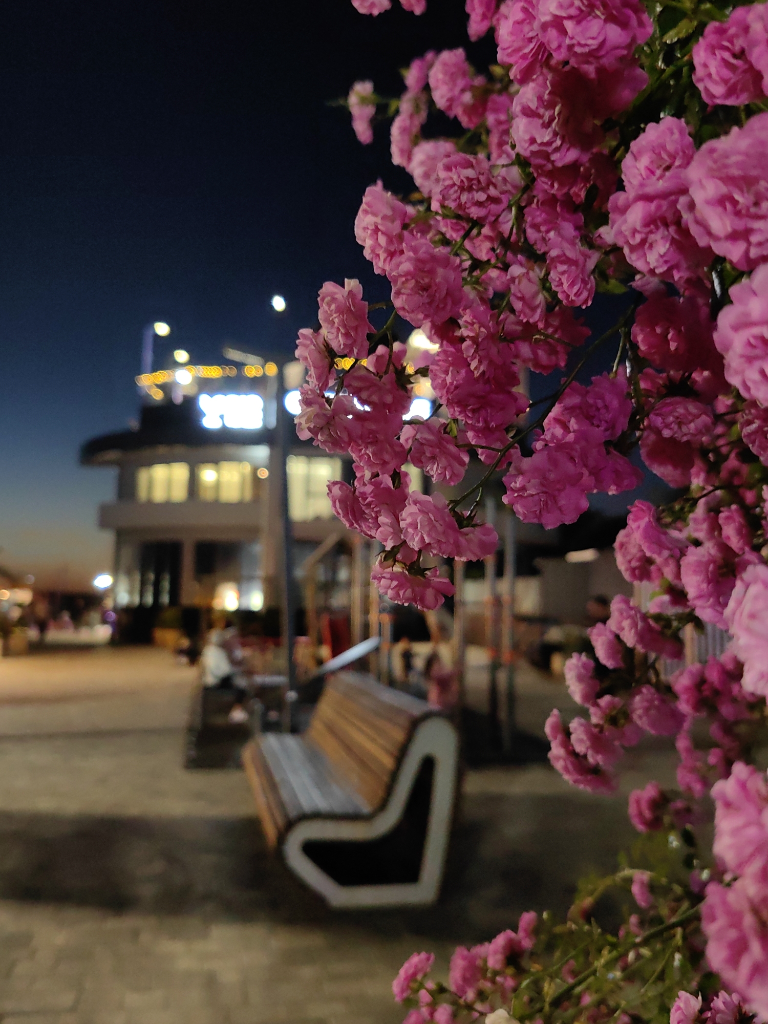 The image depicts a cluster of bright pink flowers in the foreground, set against a blurred background of a nighttime urban scene. In the middle ground, a modern wooden bench with a curved white frame is visible, situated on a paved pathway. Further in the background, a multi-story building with illuminated windows and signage is present, likely a cafe or restaurant. The sky is dark blue, indicating late evening or night. This scene is located at night on the embankment of the city of Sochi, Russia.
