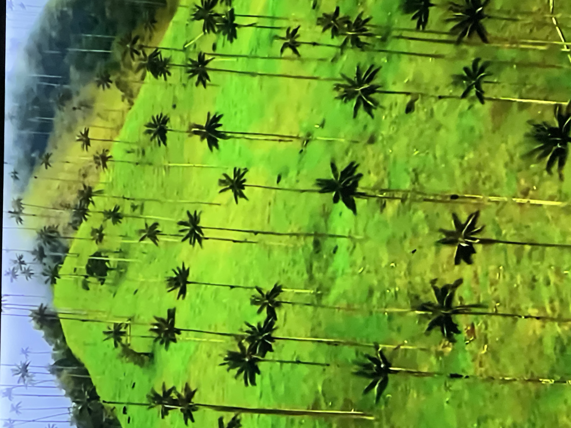 The image depicts a lush, green landscape dominated by numerous tall, slender palm trees, characteristic of a tropical or subtropical environment. The palm trees have distinctively sparse foliage clustered at the top of their thin trunks, creating a unique, almost stylized appearance. The ground is covered in vibrant green vegetation, suggesting a well-watered and fertile area. In the background, the terrain slopes upwards, and more trees, some appearing darker and more densely packed, are visible, partially obscured by a light mist or haze. The overall impression is one of natural beauty and tranquility. This scene is not located in Casablanca, Morocco, which is a coastal city in a North African country known for its Mediterranean climate and distinct architecture, not for dense palm forests like the one pictured.