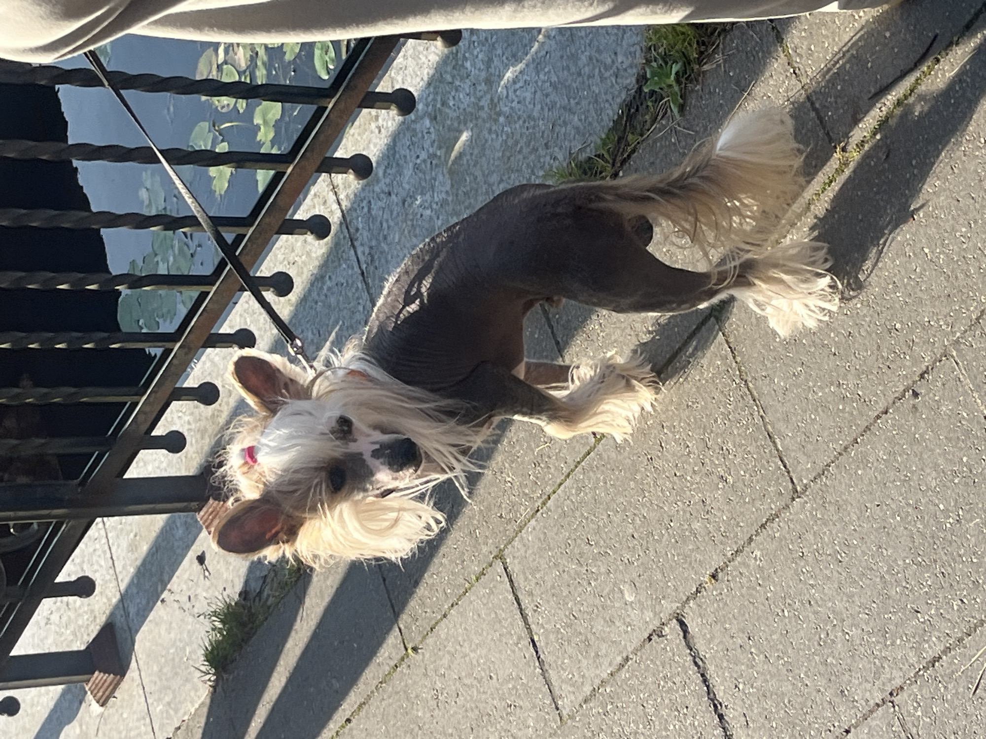 A Chinese Crested dog is standing on a paved walkway next to a metal railing. The dog has a sparse coat, with patches of fur on its head, ears, feet, and tail. It is wearing a pink ribbon in its hair. Behind the railing is a body of water with lily pads. The scene appears to be in an outdoor public space, possibly a park or promenade, in Svetlogorsk, Russia, given the architectural style of the railing and the presence of water features often found in European coastal towns. The lighting suggests it is daytime, with shadows cast by the railing and the dog.