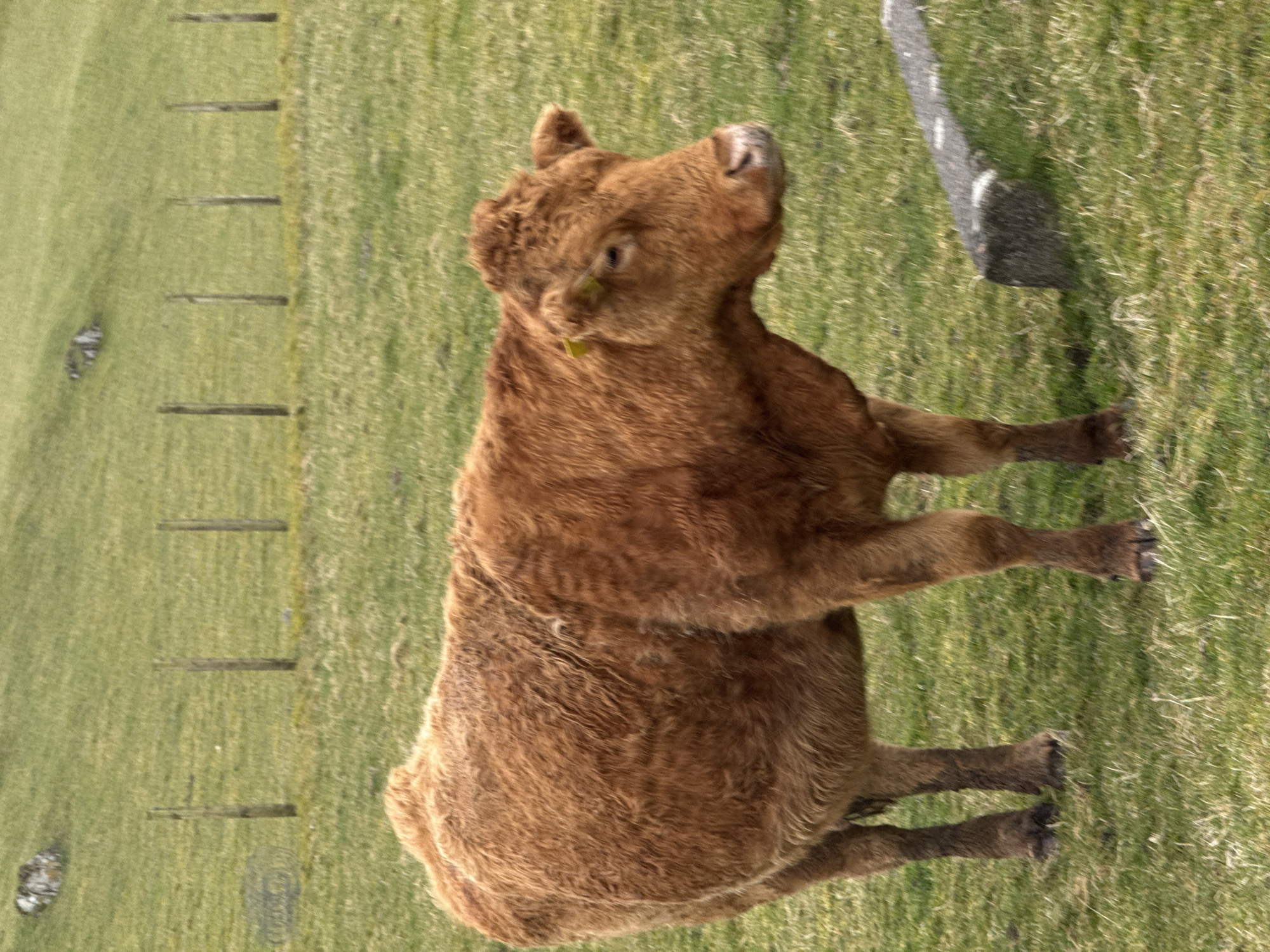 A medium shot, oriented sideways, shows a brown calf standing on a grassy field. The calf is facing to the upper right with its head turned upwards. The calf has short, reddish-brown fur and dark hooves. In the background, a row of fence posts is visible to the left of the calf. To the right, a weathered stone object lies on the grass. The field appears to be expansive with variations in grass color and texture. The location is Unknown, Unknown.